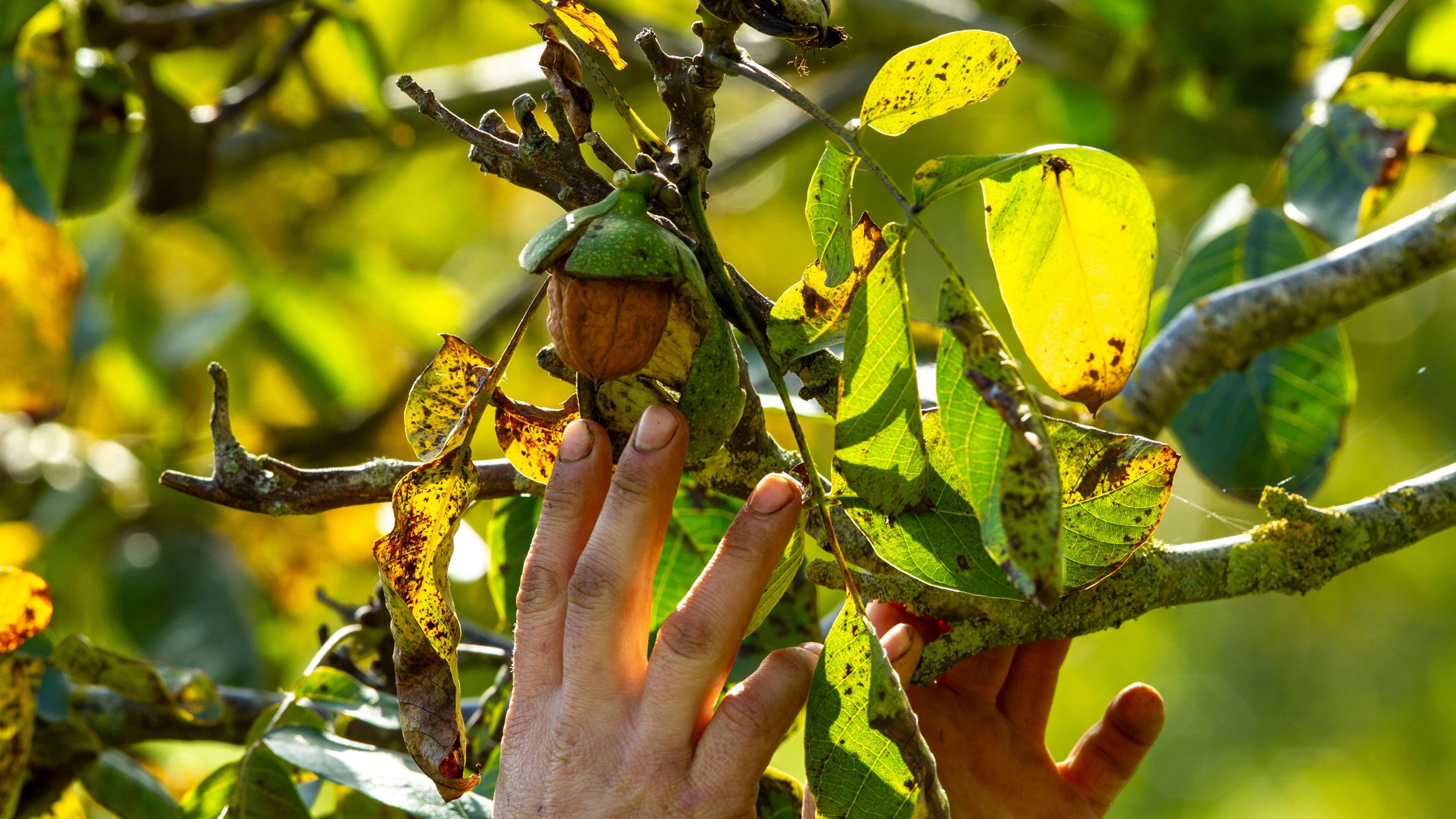 A walnut in a tree topped with the green stalk, surrounded by leaves and braches. A hand is reaching up to pick the nut from the tree.