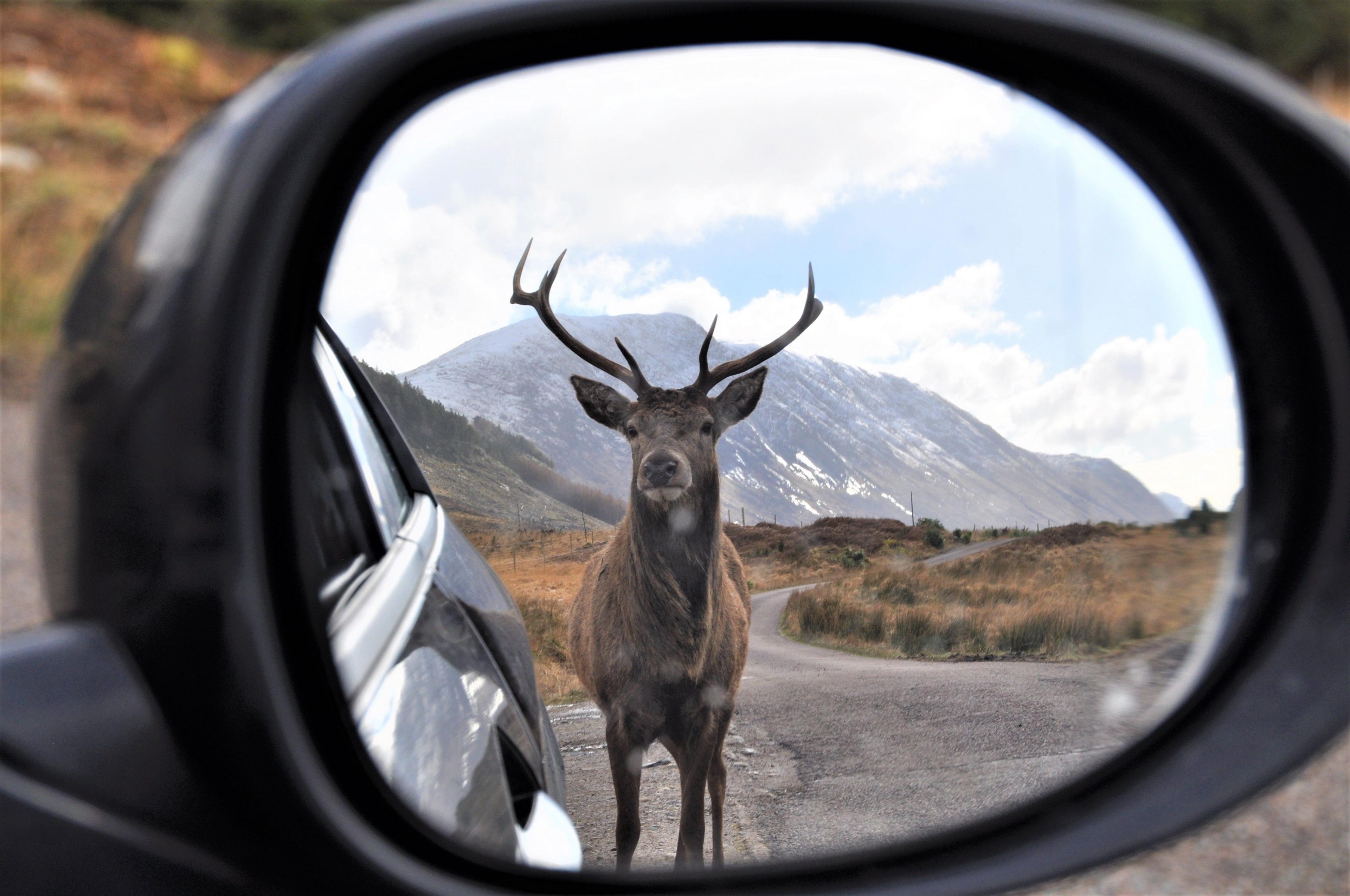 A deer in the wing mirror of a car