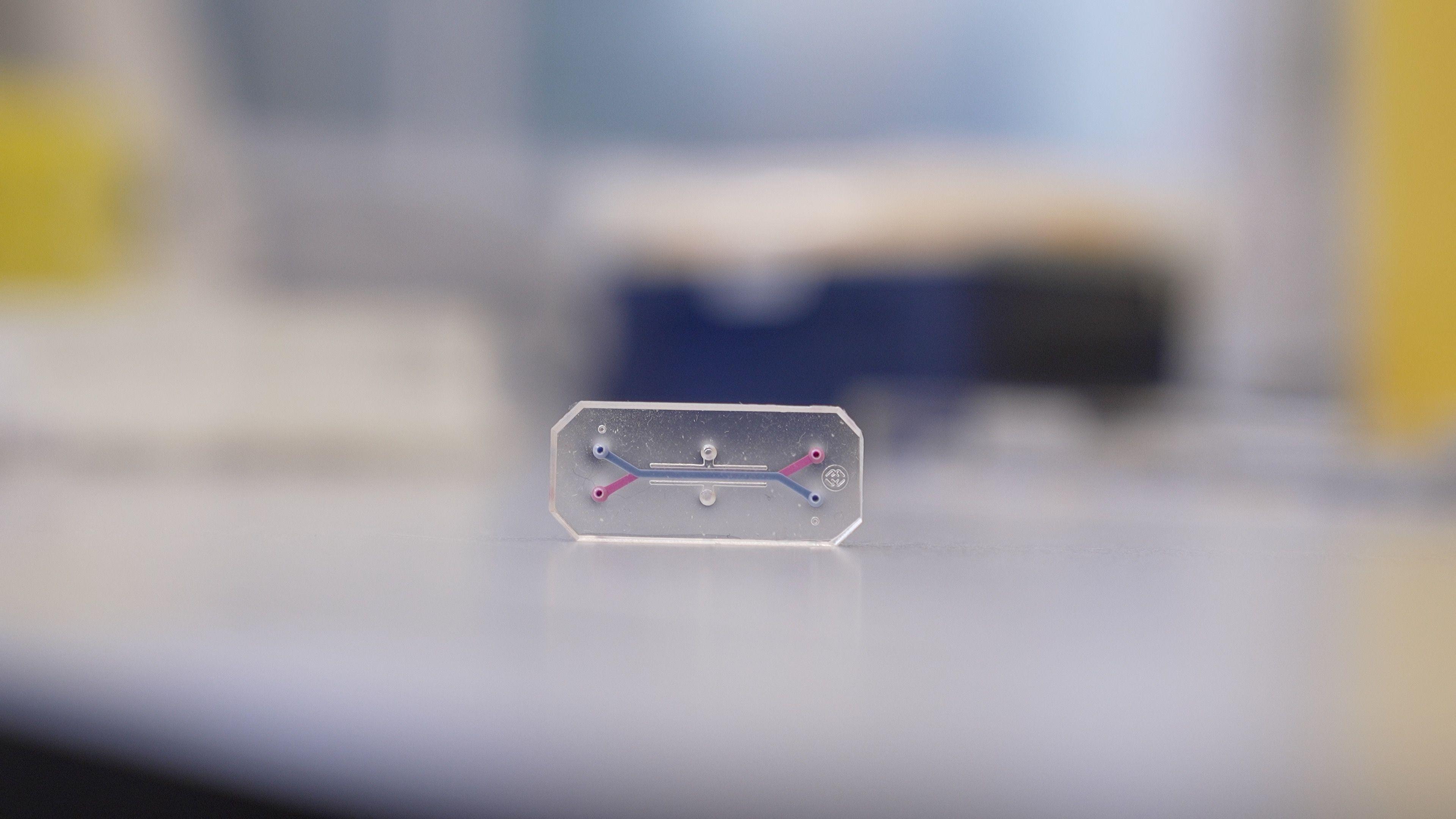 A small, transparent rectangular device sits on a laboratory surface, centered in the image. The device contains a few tiny channels and colored lines, showing a simple microfluidic structure inside. The background is blurred, indicating the photo was taken in a scientific or clinical environment, but the focus is entirely on the chip. This object is likely an "organ-on-a-chip" model, designed for biological or medical research, mimicking certain functions of human organs.