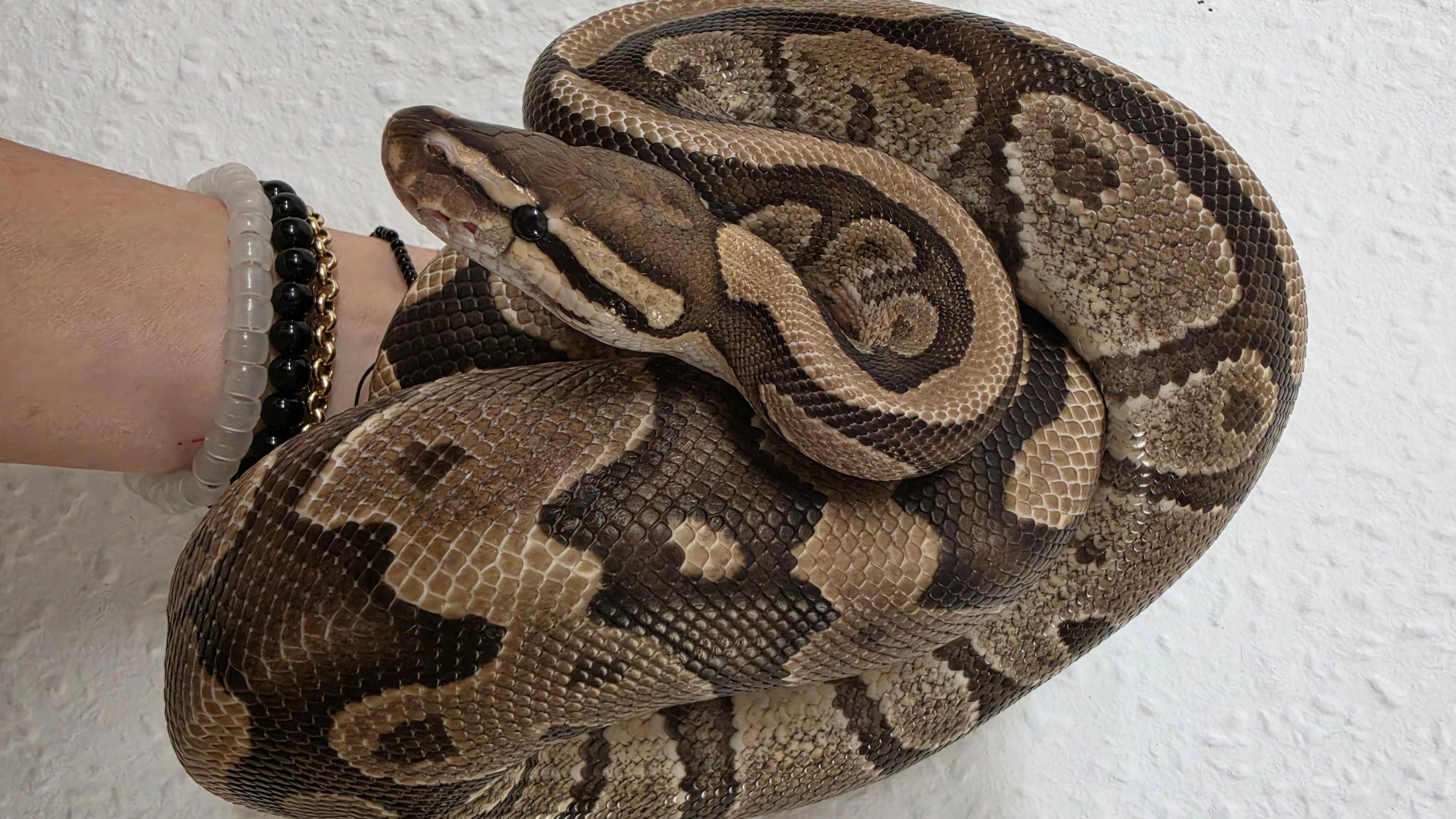 A royal python snake is curled resting on a person's arm. The snake has beautifully intricate scales which are shaded beige and dark brown