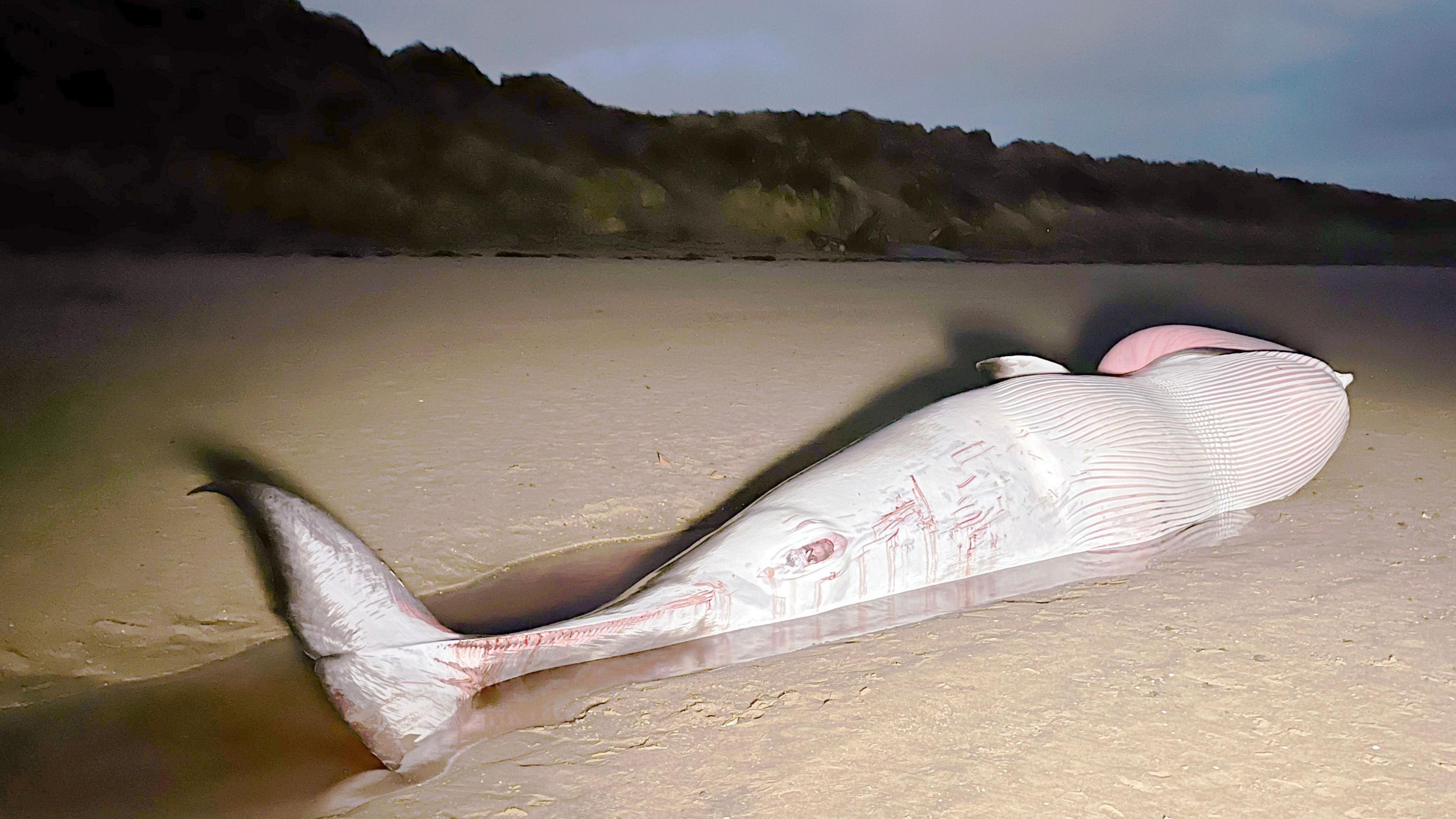 A grey whale carcass lies on the sand with bloody scars and a pool of blood below. The sky above is grey with a grassy embankment behind.