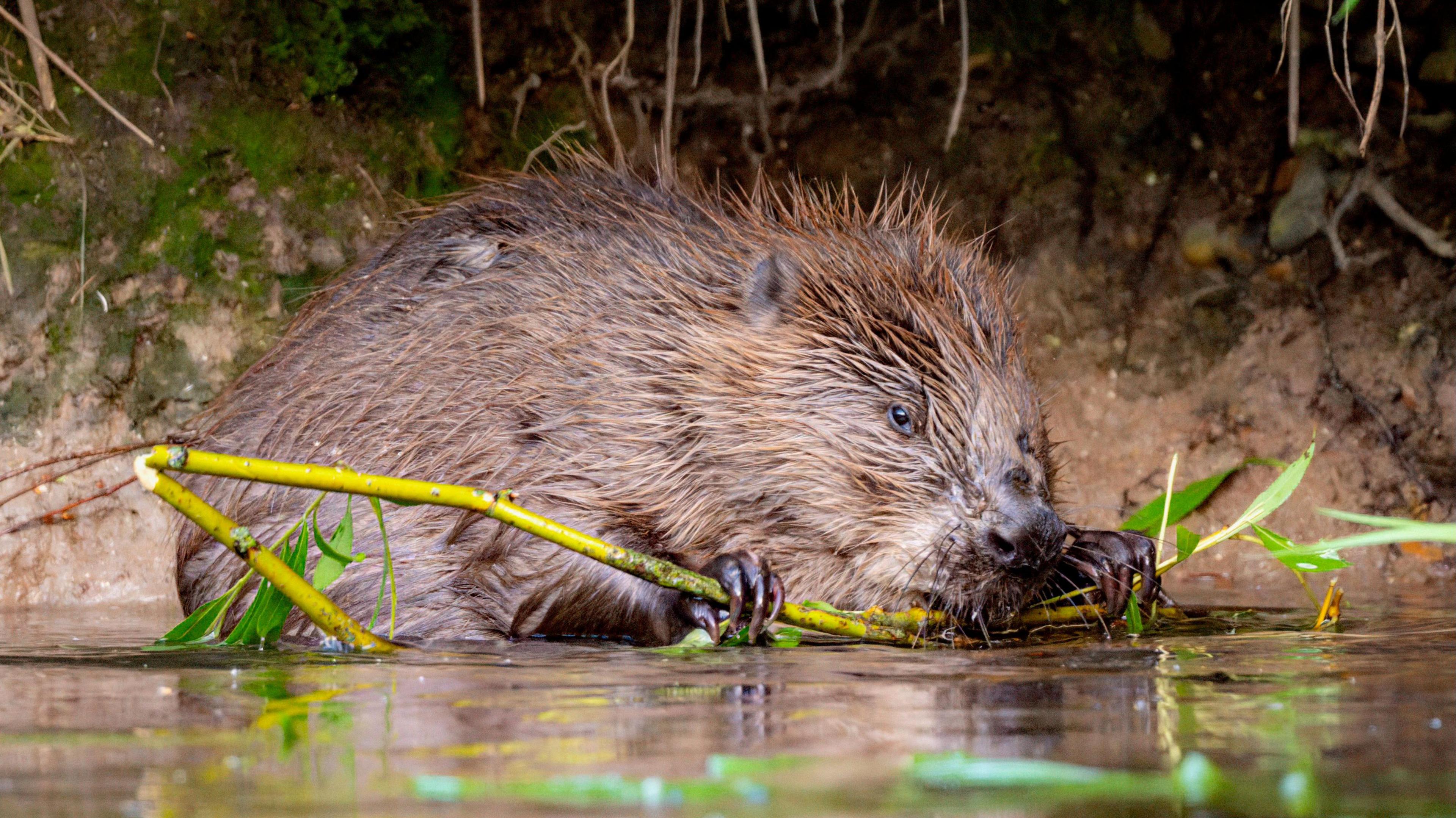 A beaver on a river bank, holding a wooden shoot in its mouth.