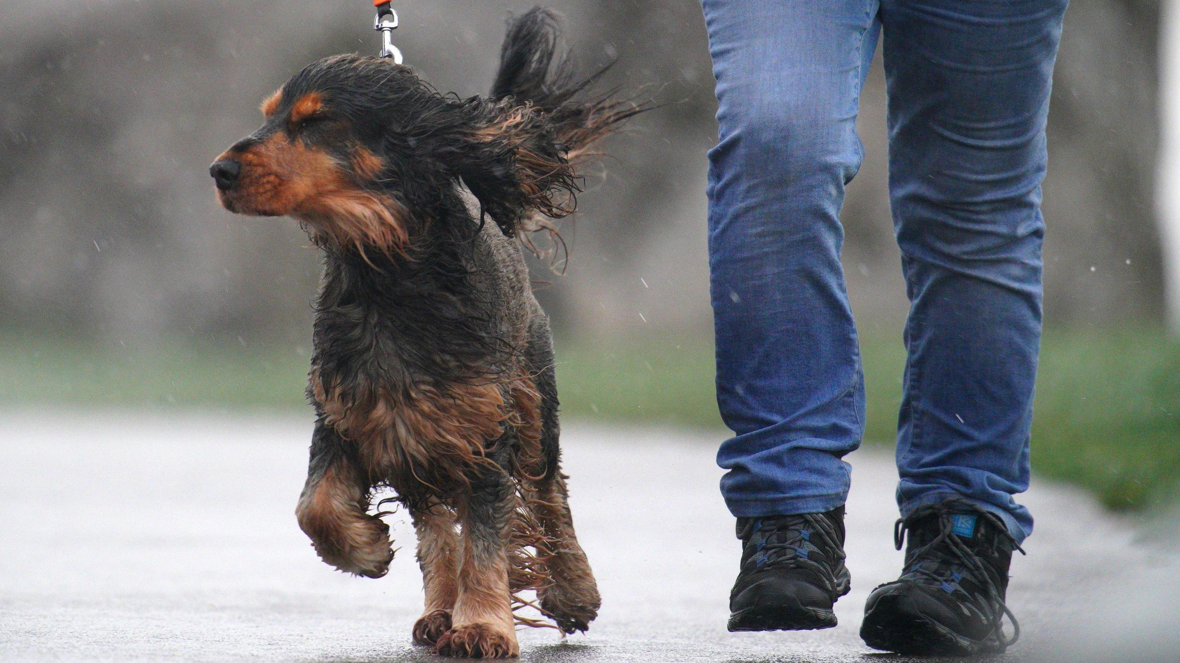 Dog walks may have been a little more wet and windy than usual