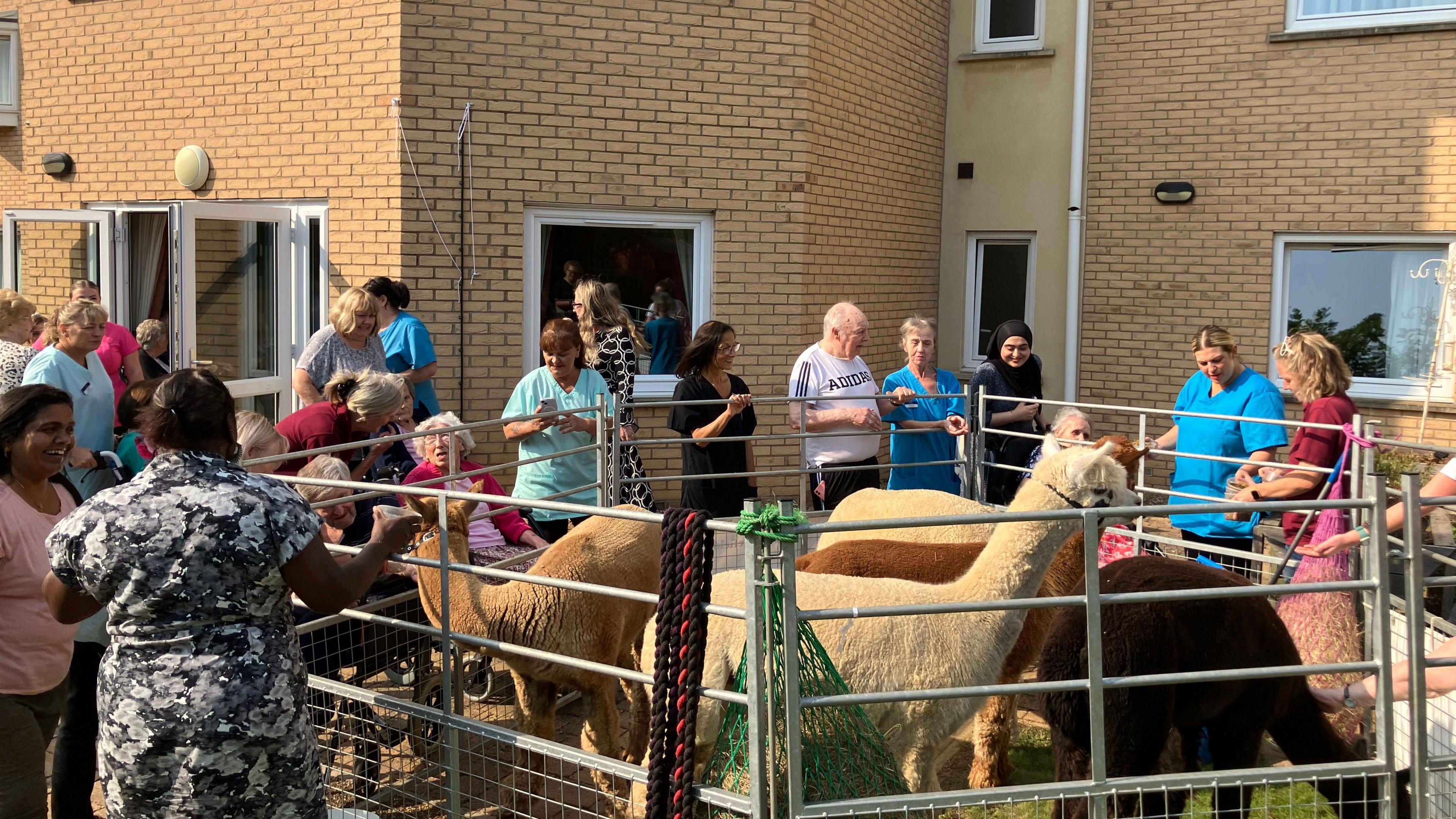 Alpacas inside a steel boundary with residents and staff members looking over them