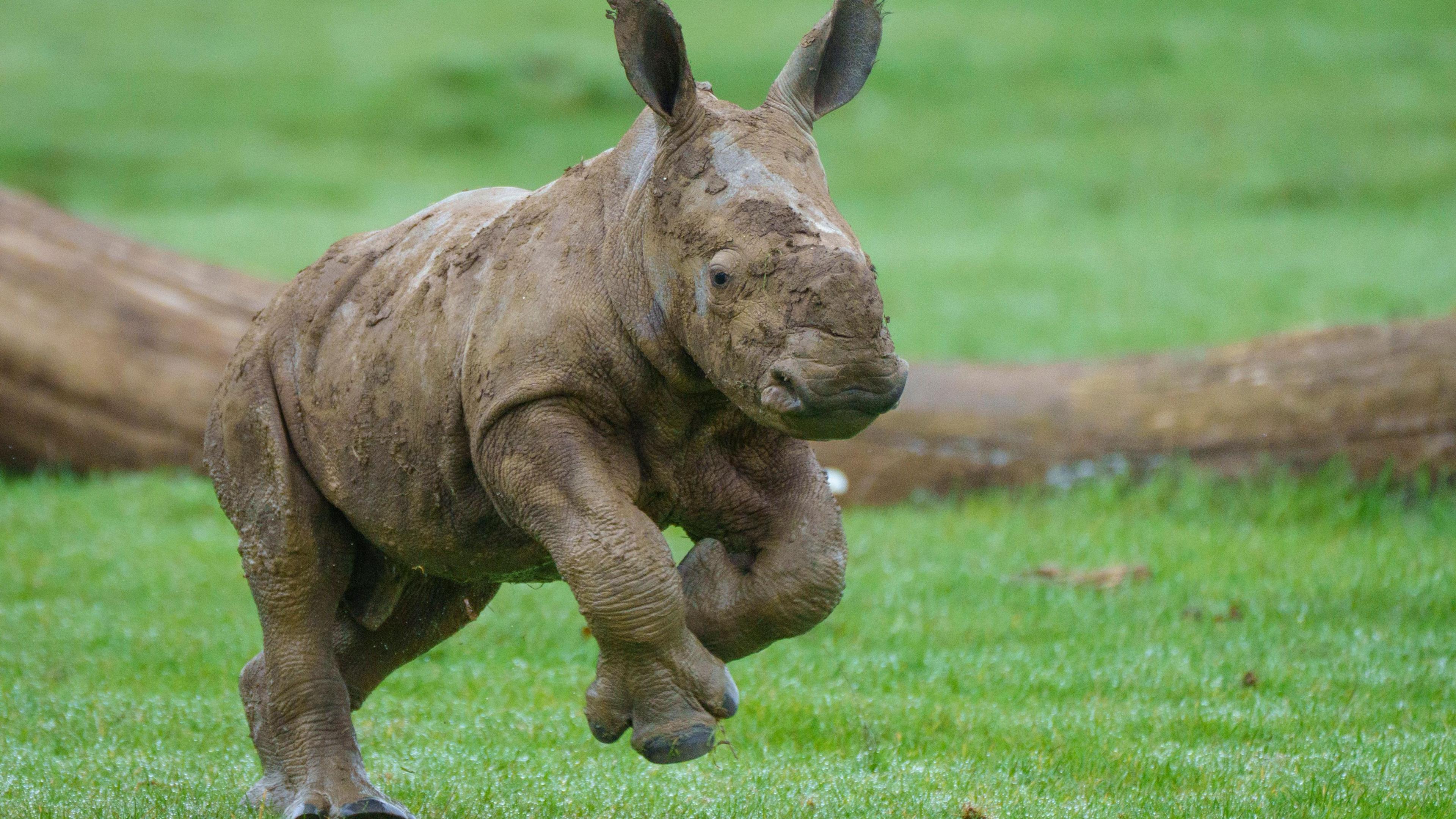 The baby rhino looks to be galloping on the grass as he heads off for his first romp around the great outdoors. He is covered in mud and has three toes per foot.  It has tiny bumps where its horns will eventually grow. 