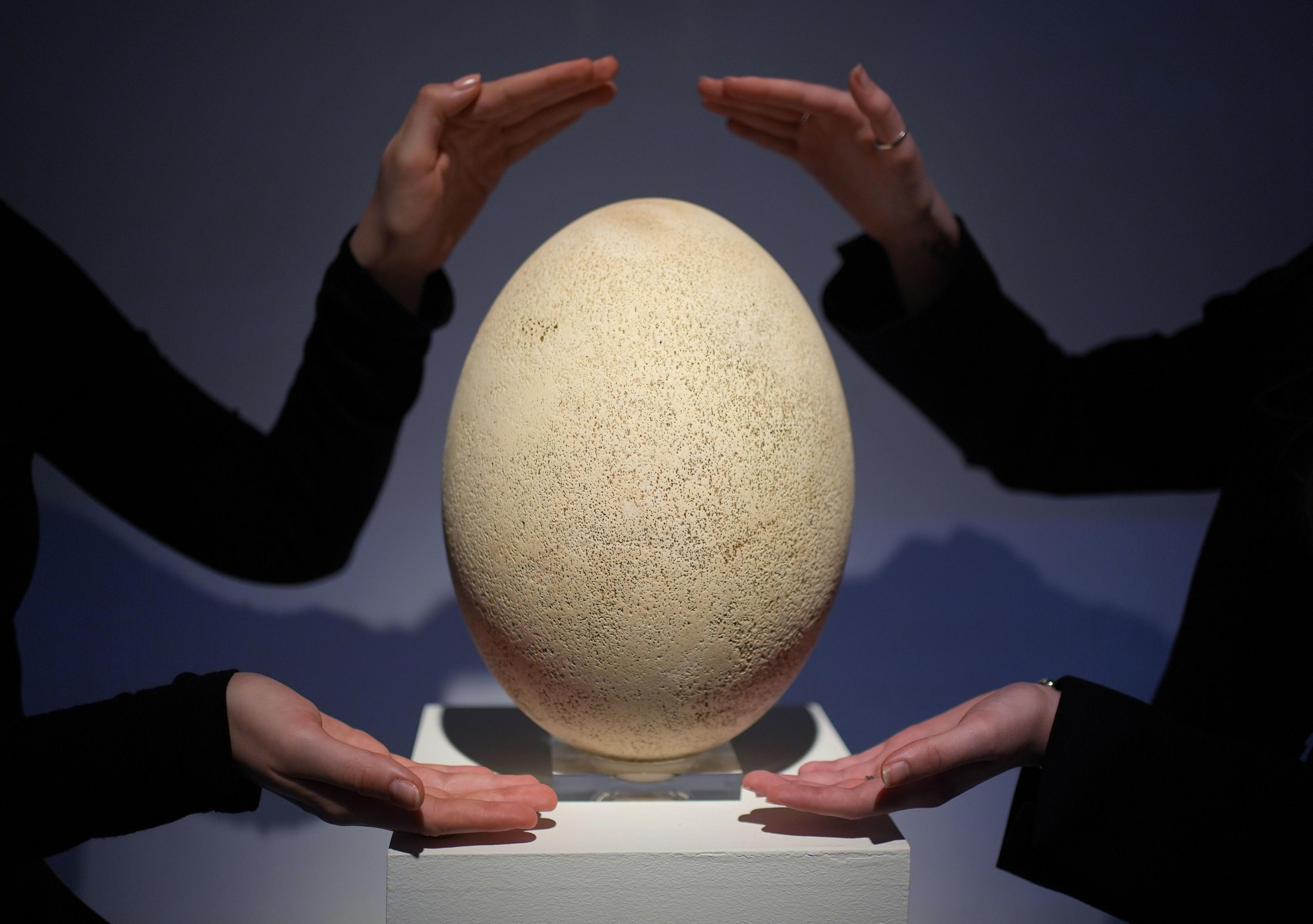 Two people place their hands near the giant egg in dramatic fashion. 