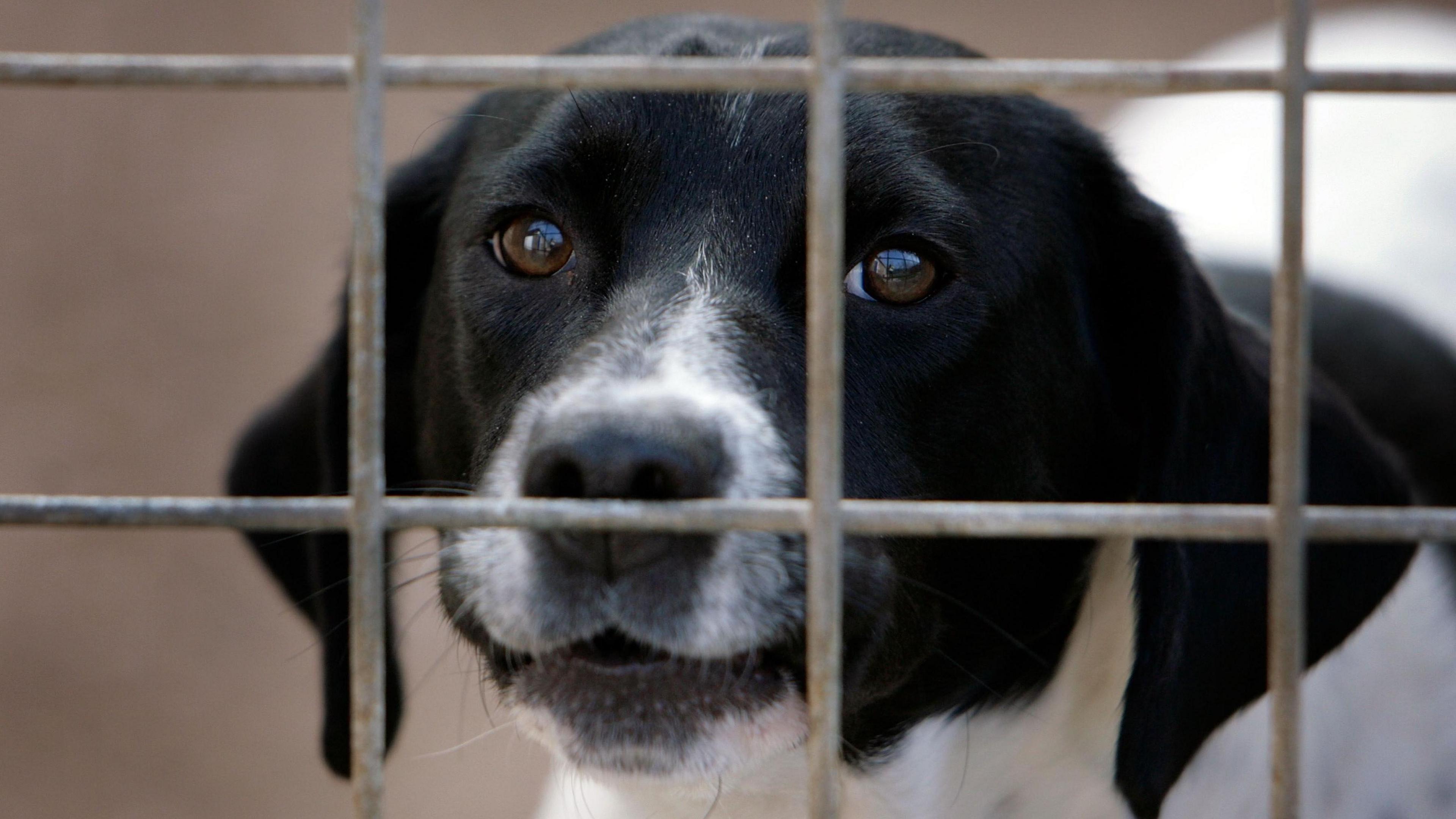 A black and white dog looking at the camera through a grated fence.