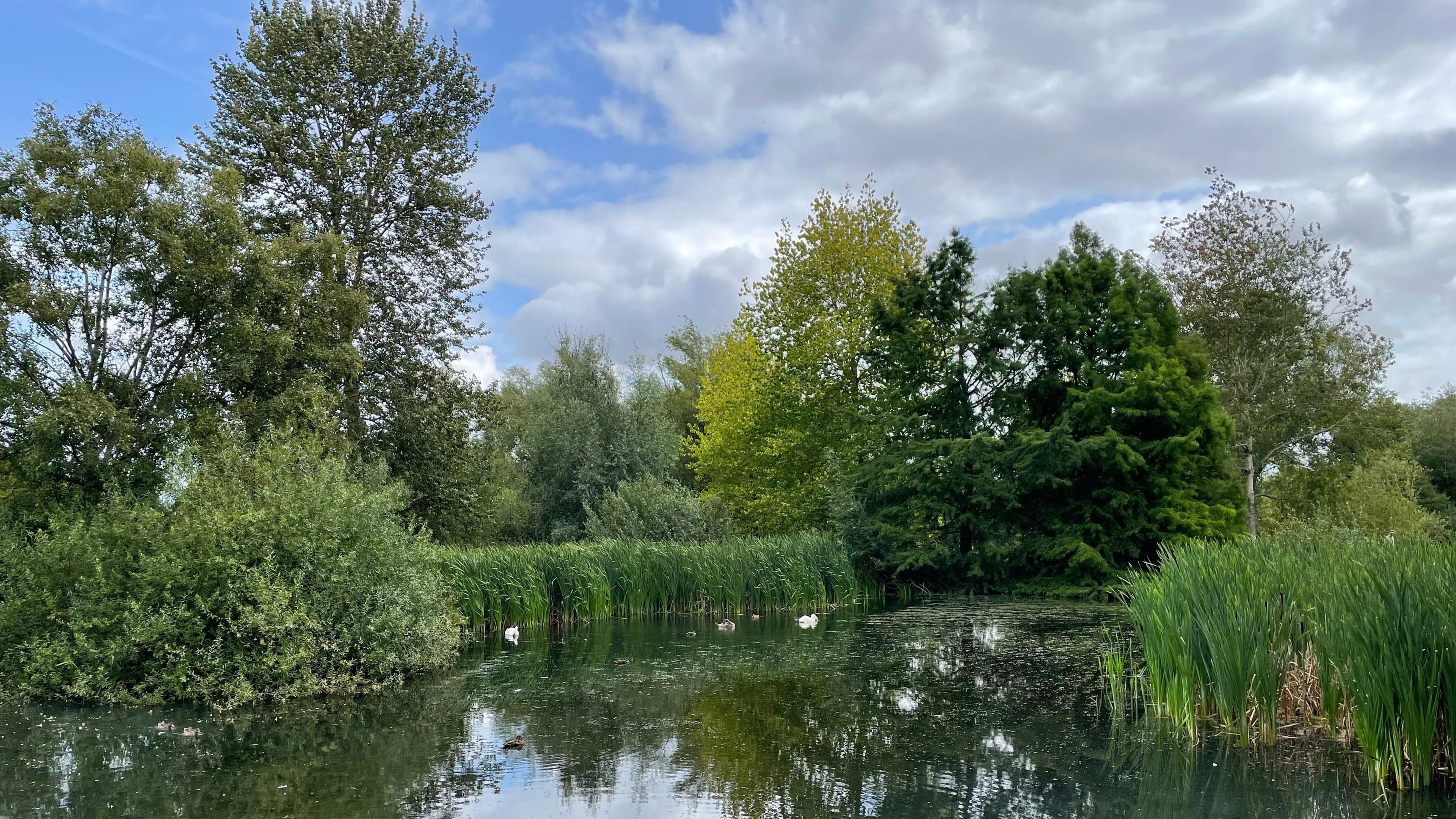 A body of calm water surrounded by green trees and grass that are reflected below.  There are several white birds and the sky is blue with grey clouds. 