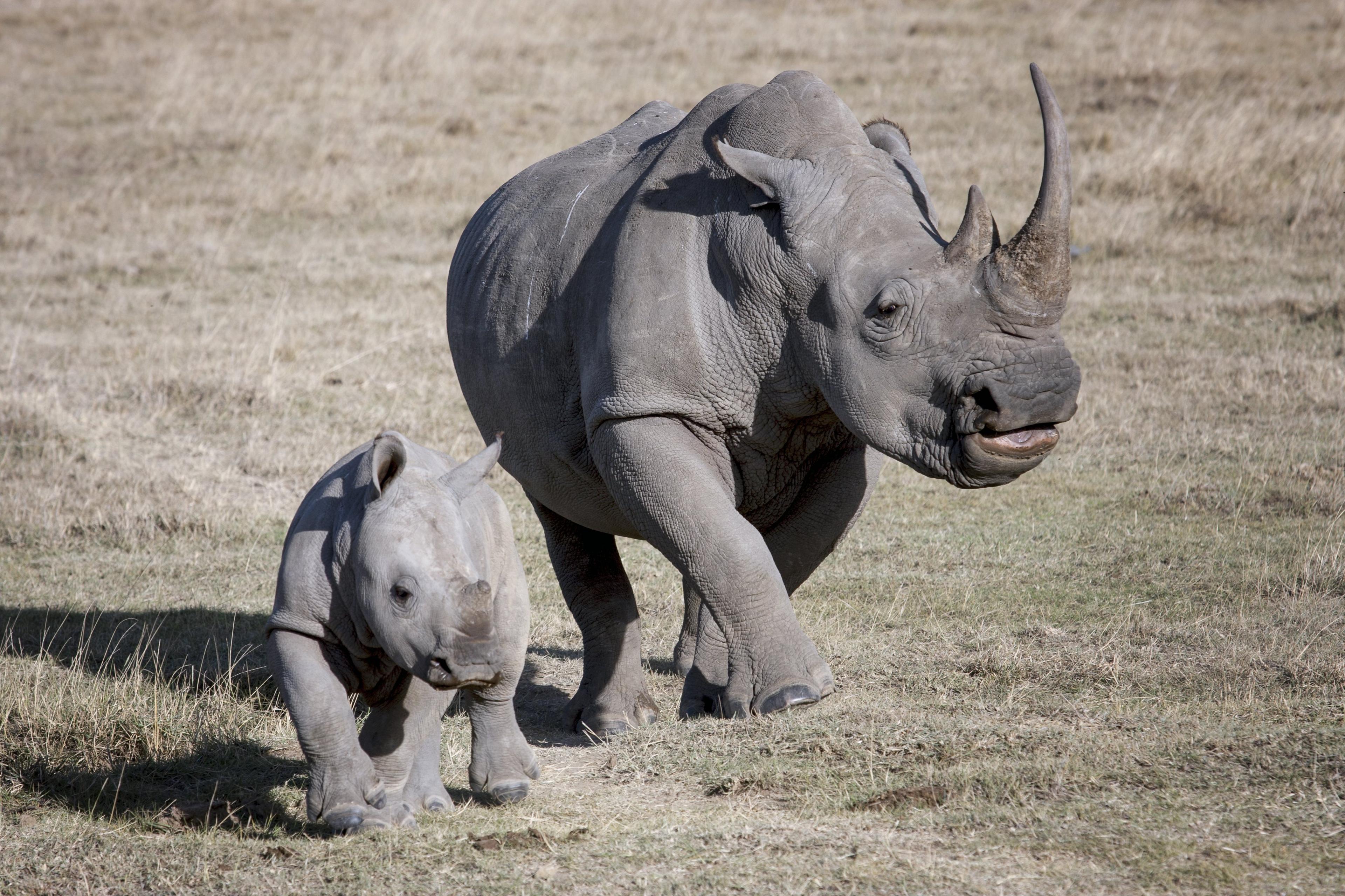 A-female-rhino-and-her-calf-running