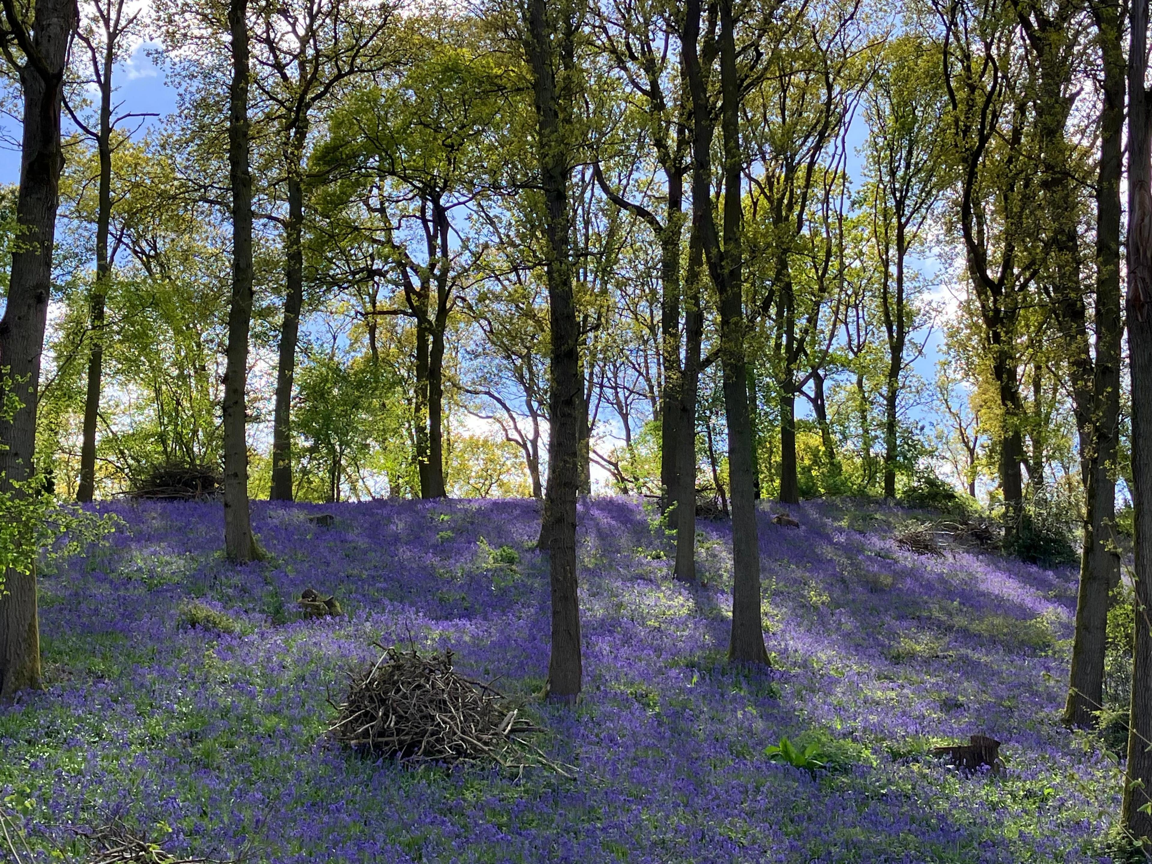 Bluebells