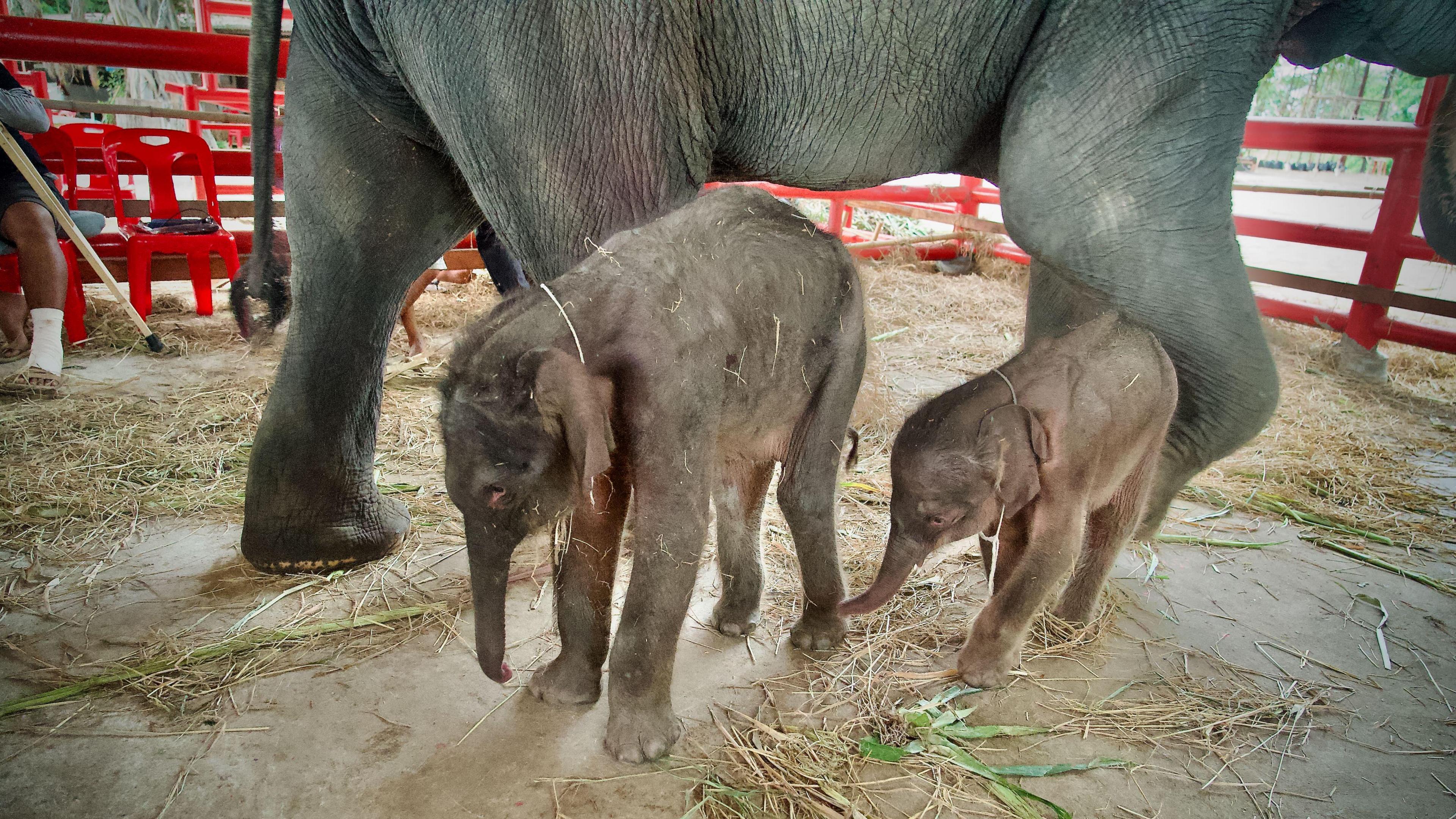 Rare twin elephants born in Thailand 'miracle' - BBC News