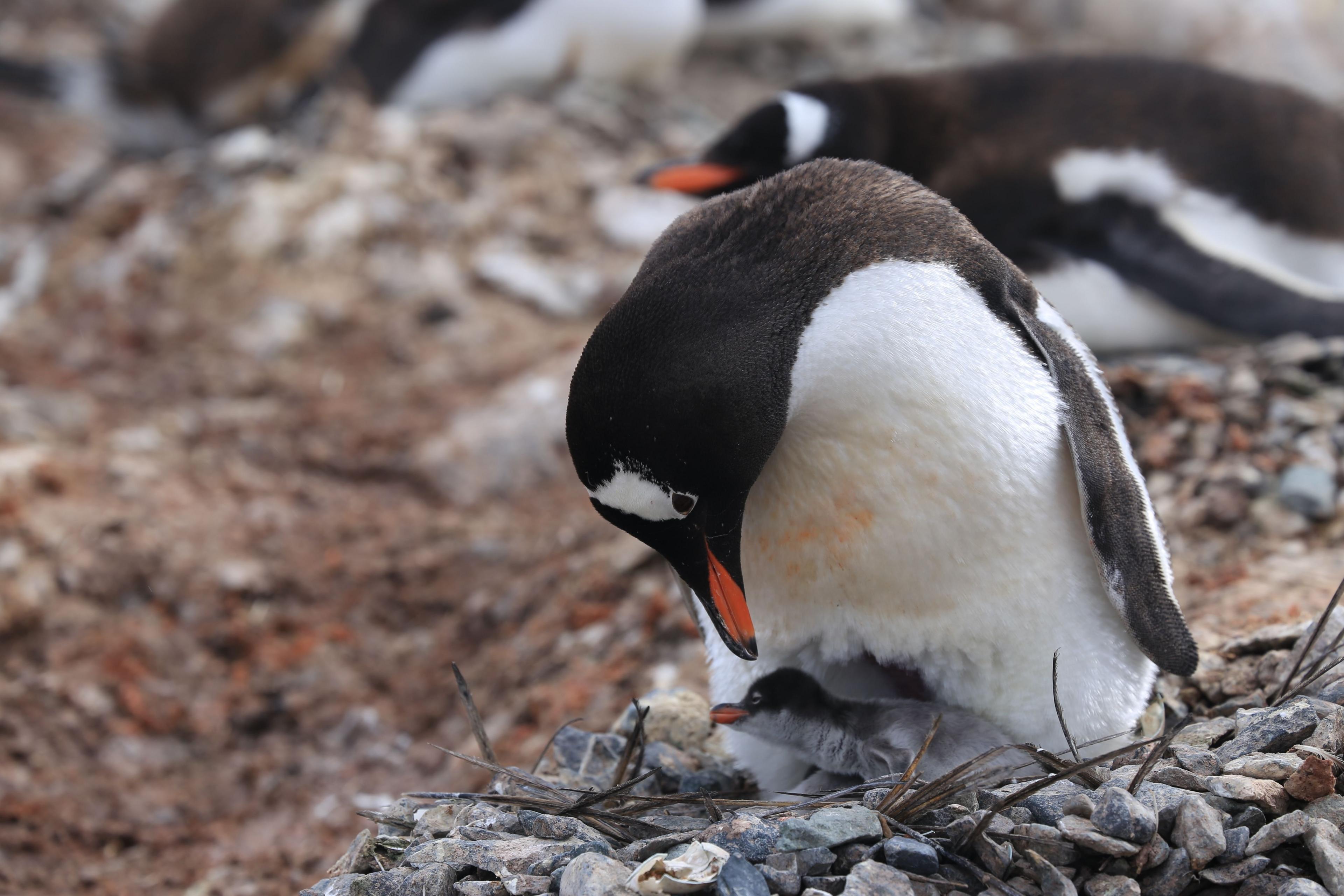 Gentoo penguin