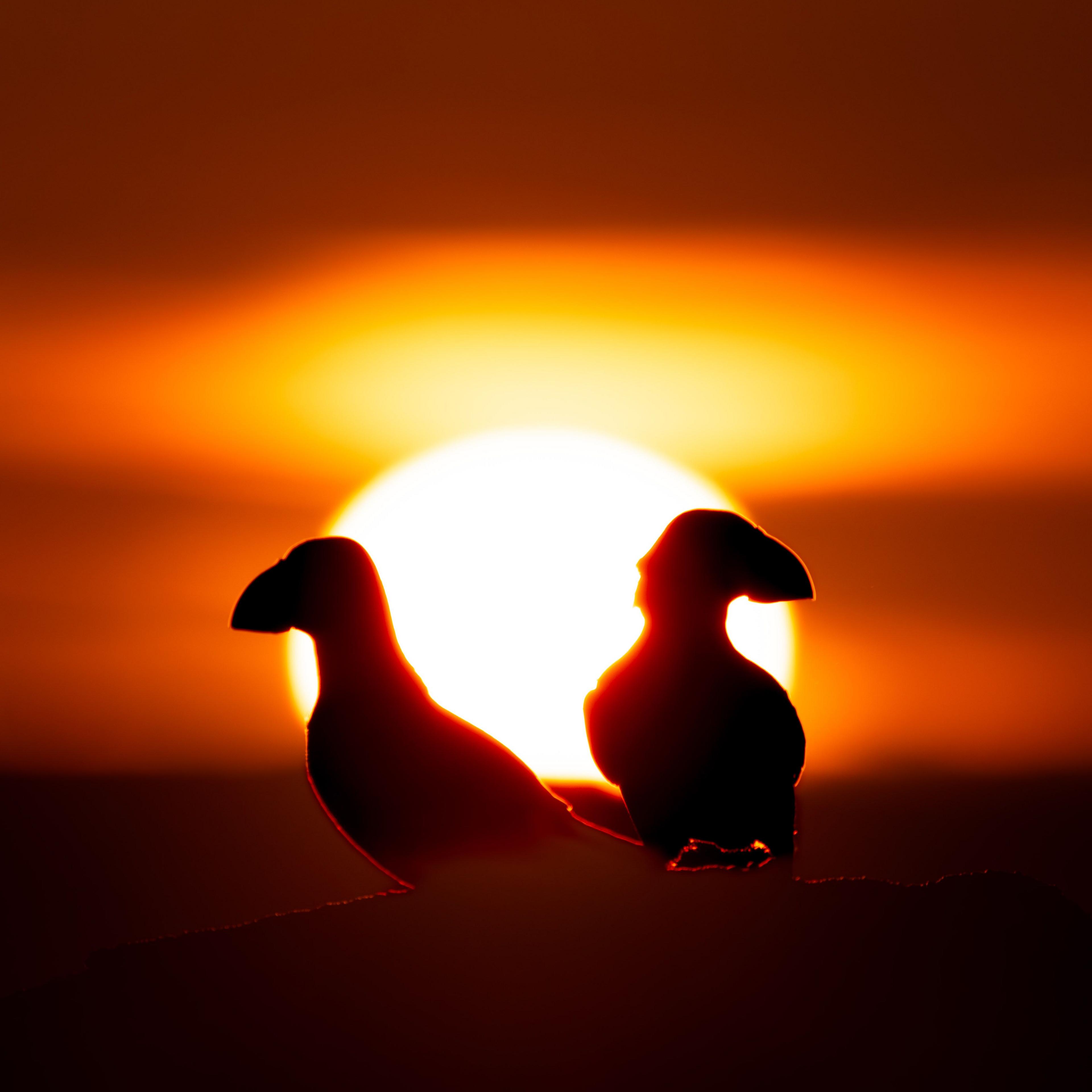 Silhouette of two puffins with the sun burning brightly and casting an orange and yellow light