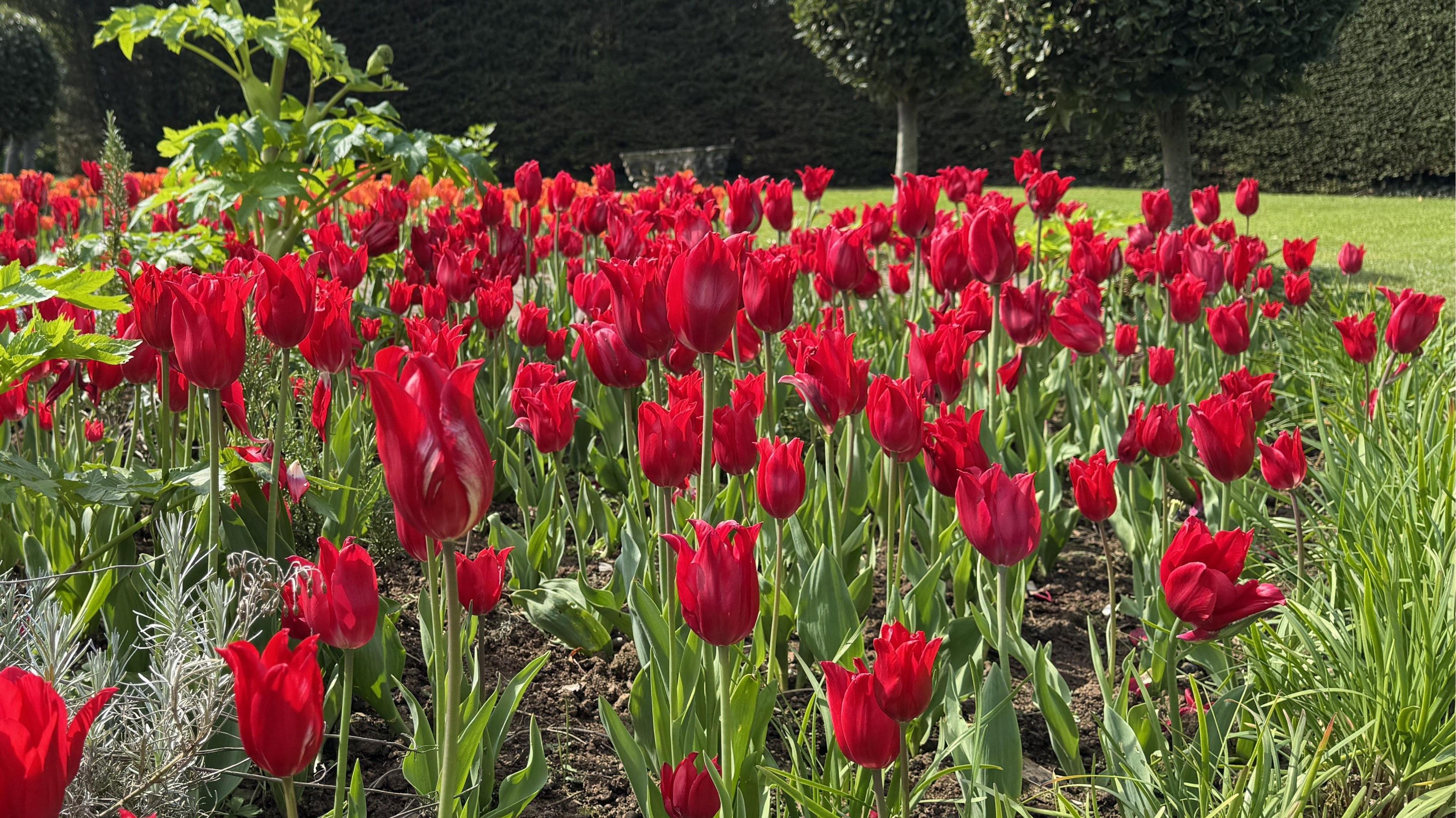Red tulips with green stems