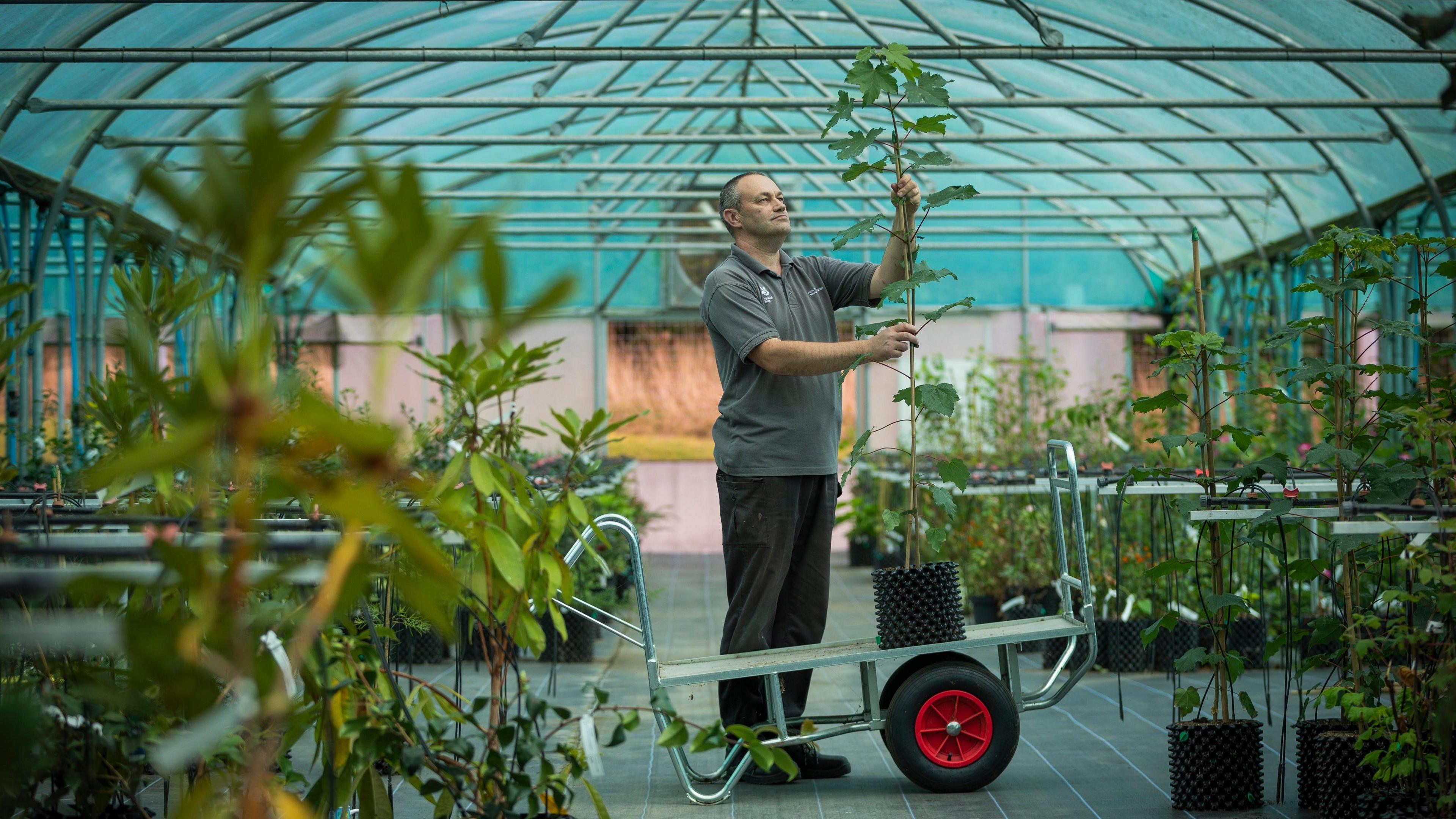 Chris Trimmer, a man with a grey T-shirt and black trousers, tending to a sapling that is sat in an open trolley.