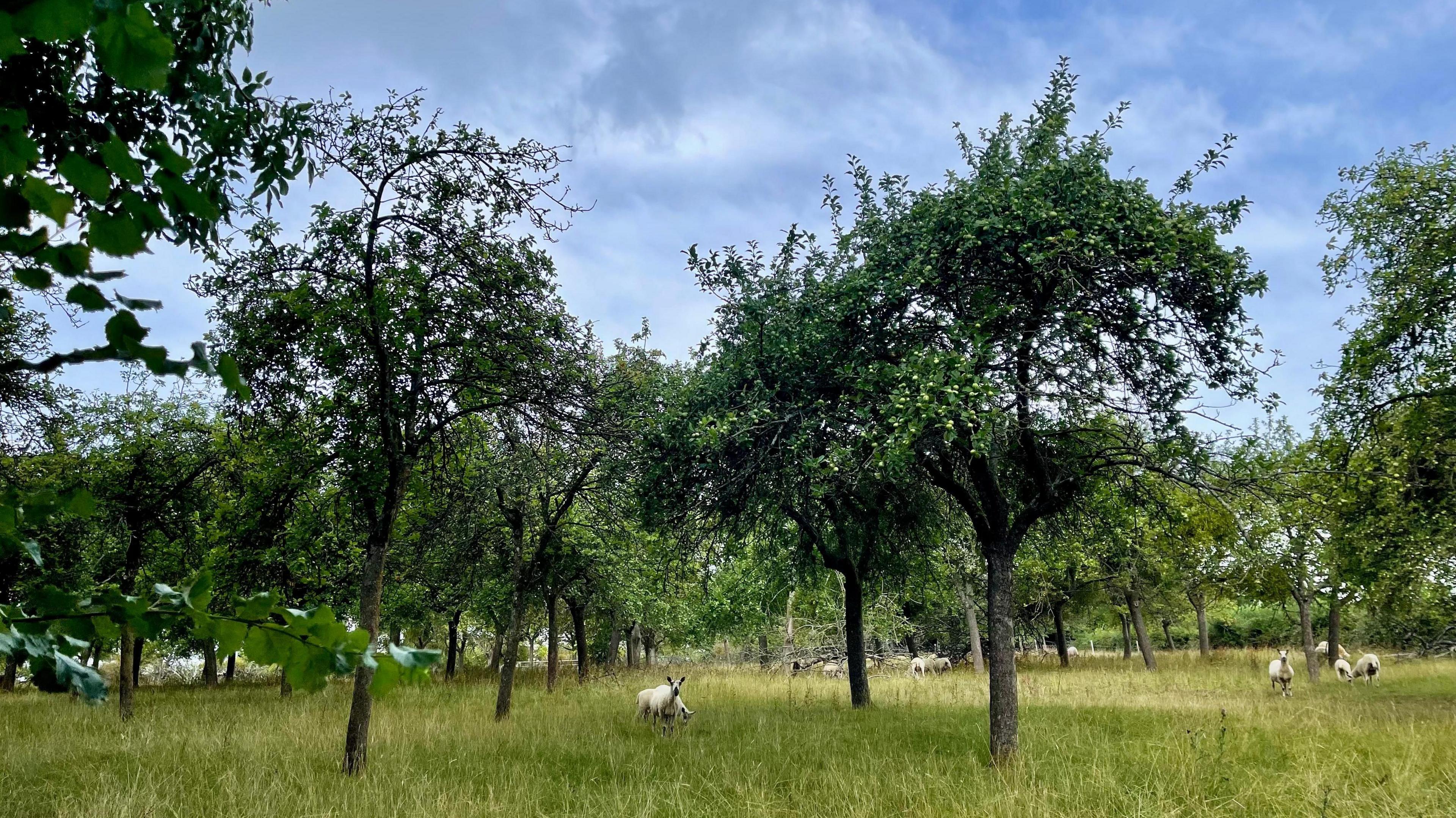 Small sheep and lambs stand among apple trees in an orchard. The grass is long and there are lots of trees spaced out among the area. 