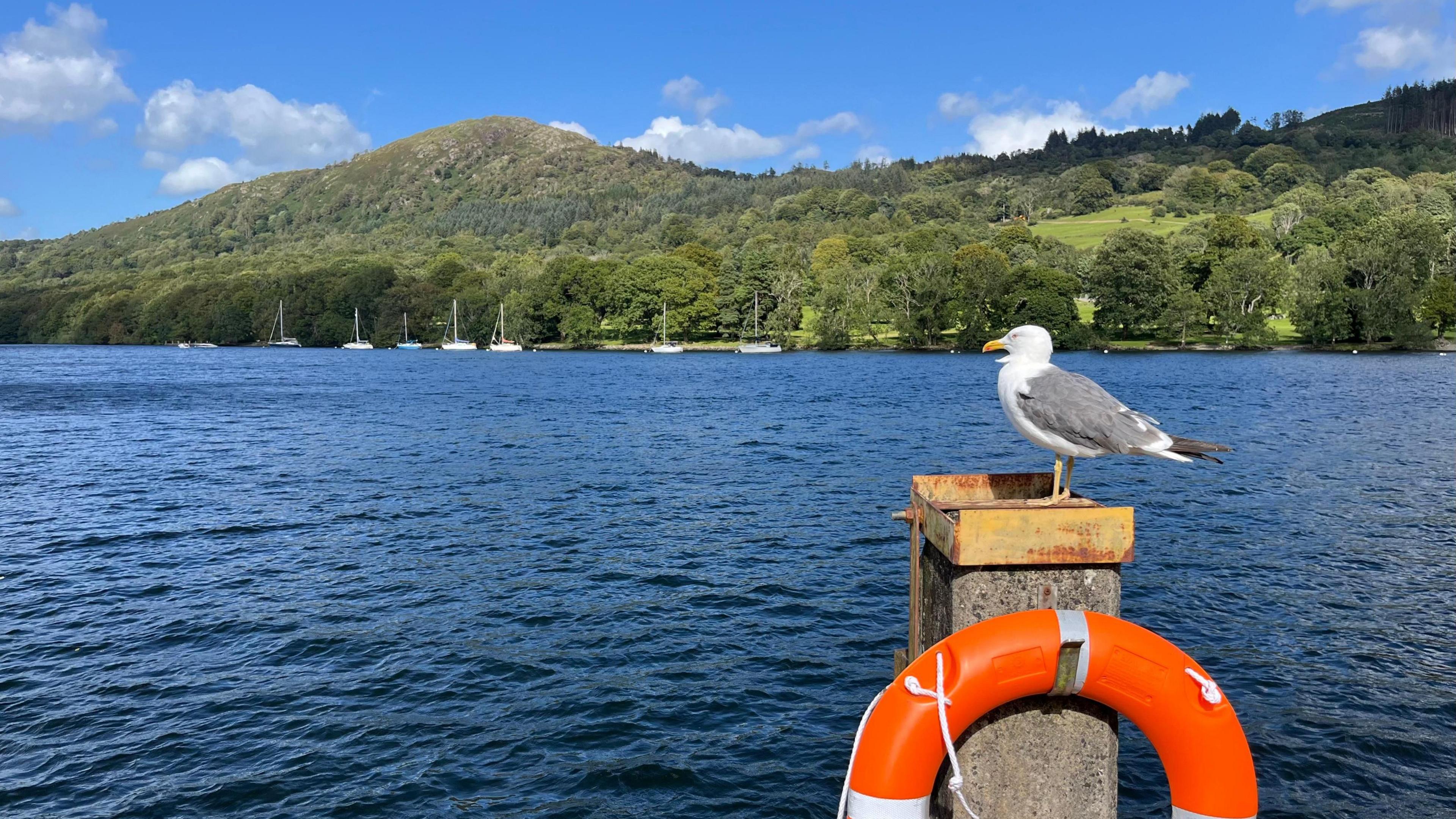 A seagull perched on on a pole looks onto the lake. A bright orange safety ring is attached to the pole. Sailing boats are moored on the edge of the lake. Green trees and hills are ion the background.