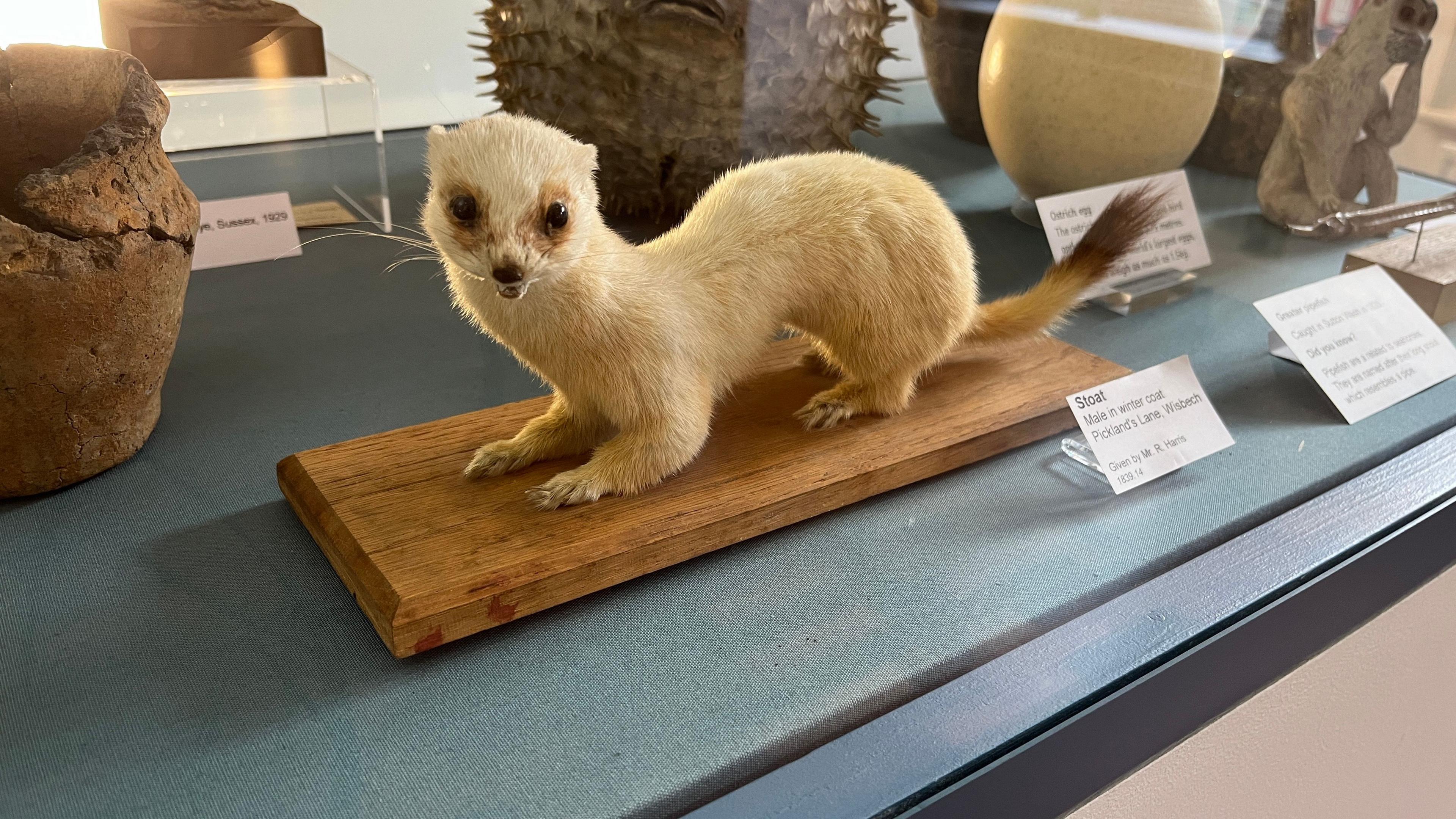 In a cabinet is a stuffed white stoat. There are miscellaneous items around it, including a cracked pot and a figurine of a monkey