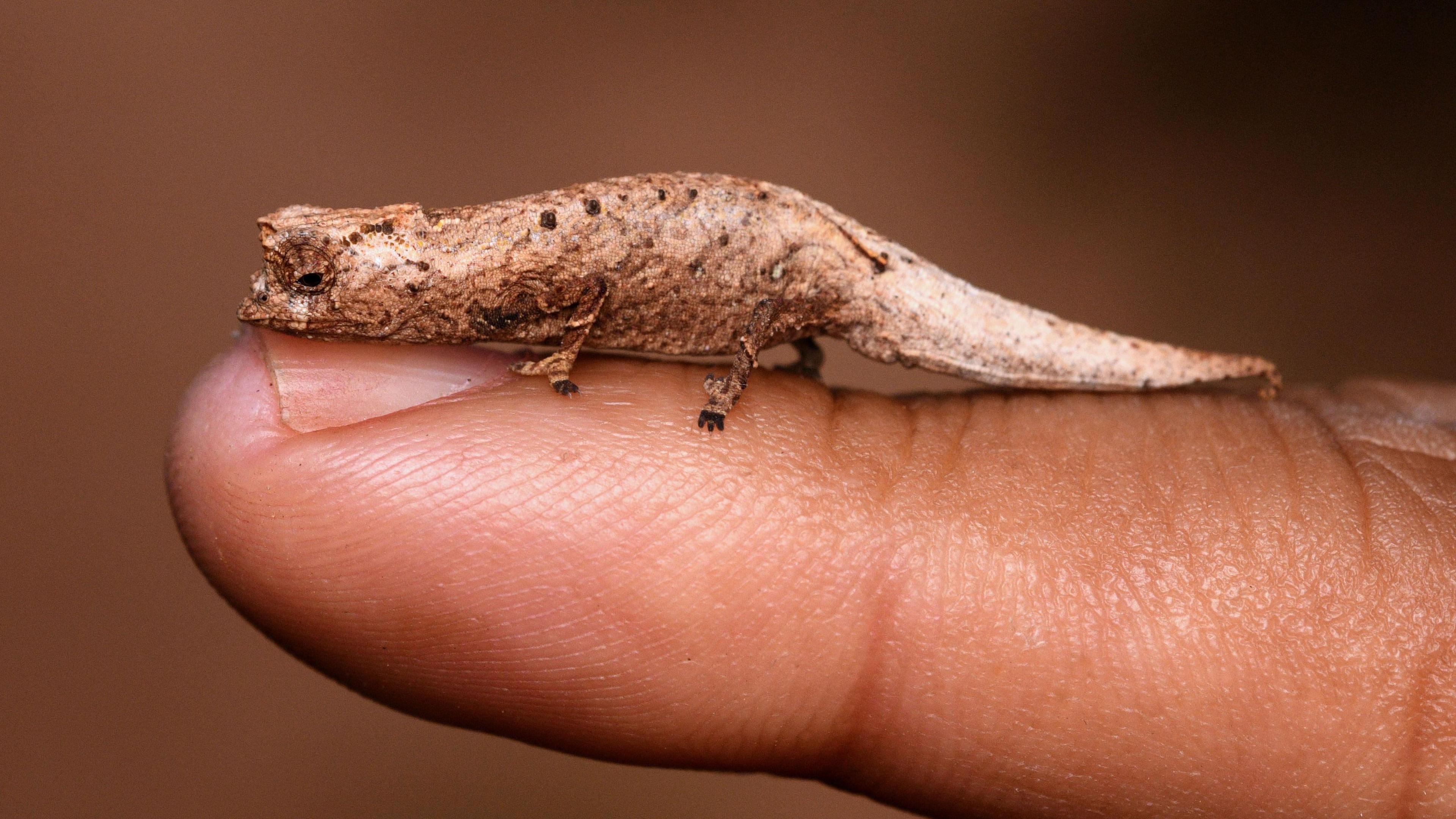 Tiny chameleon with brown and white spots sitting on the tip of an adult's finger