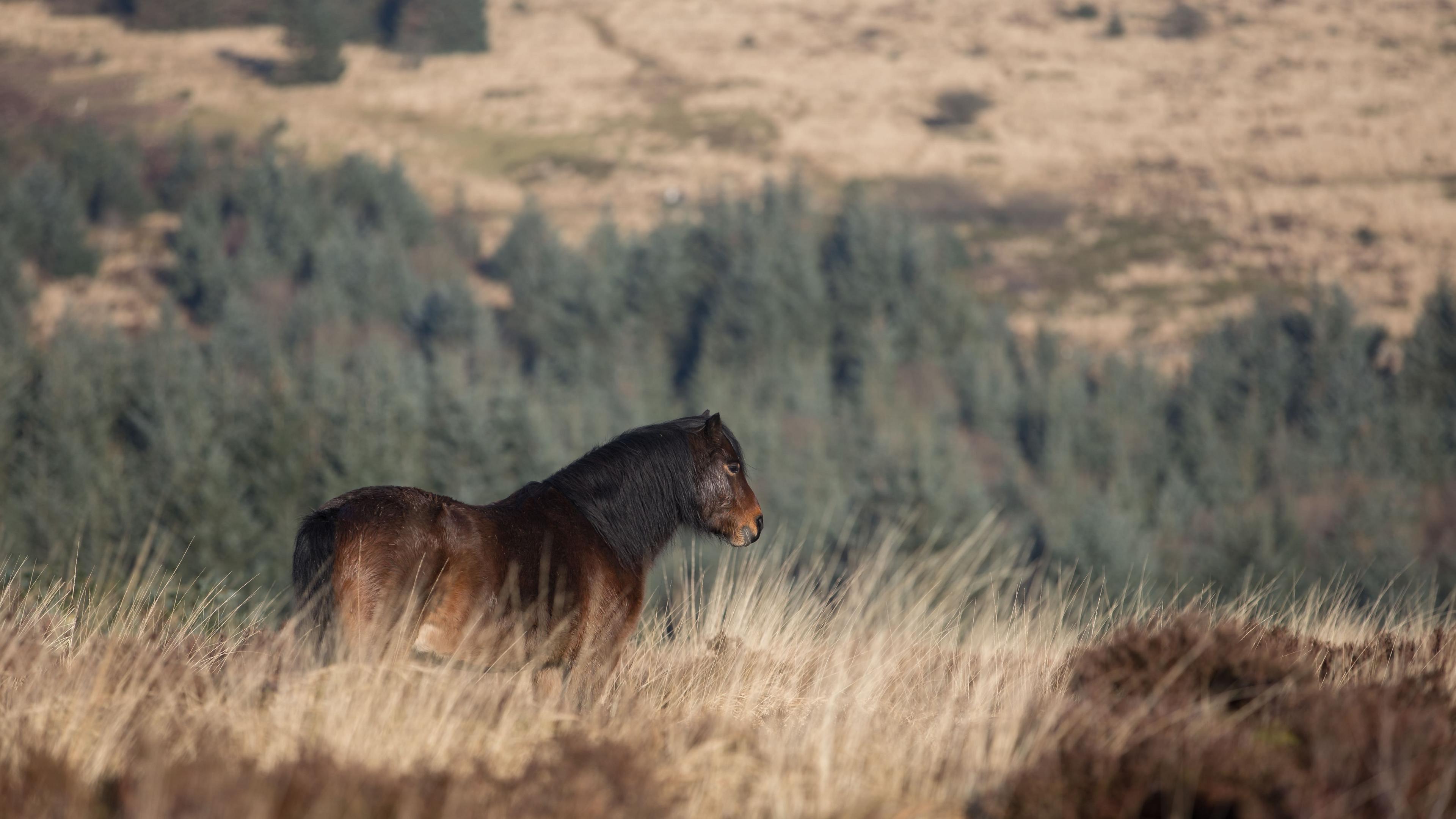 Ponies at Bellever