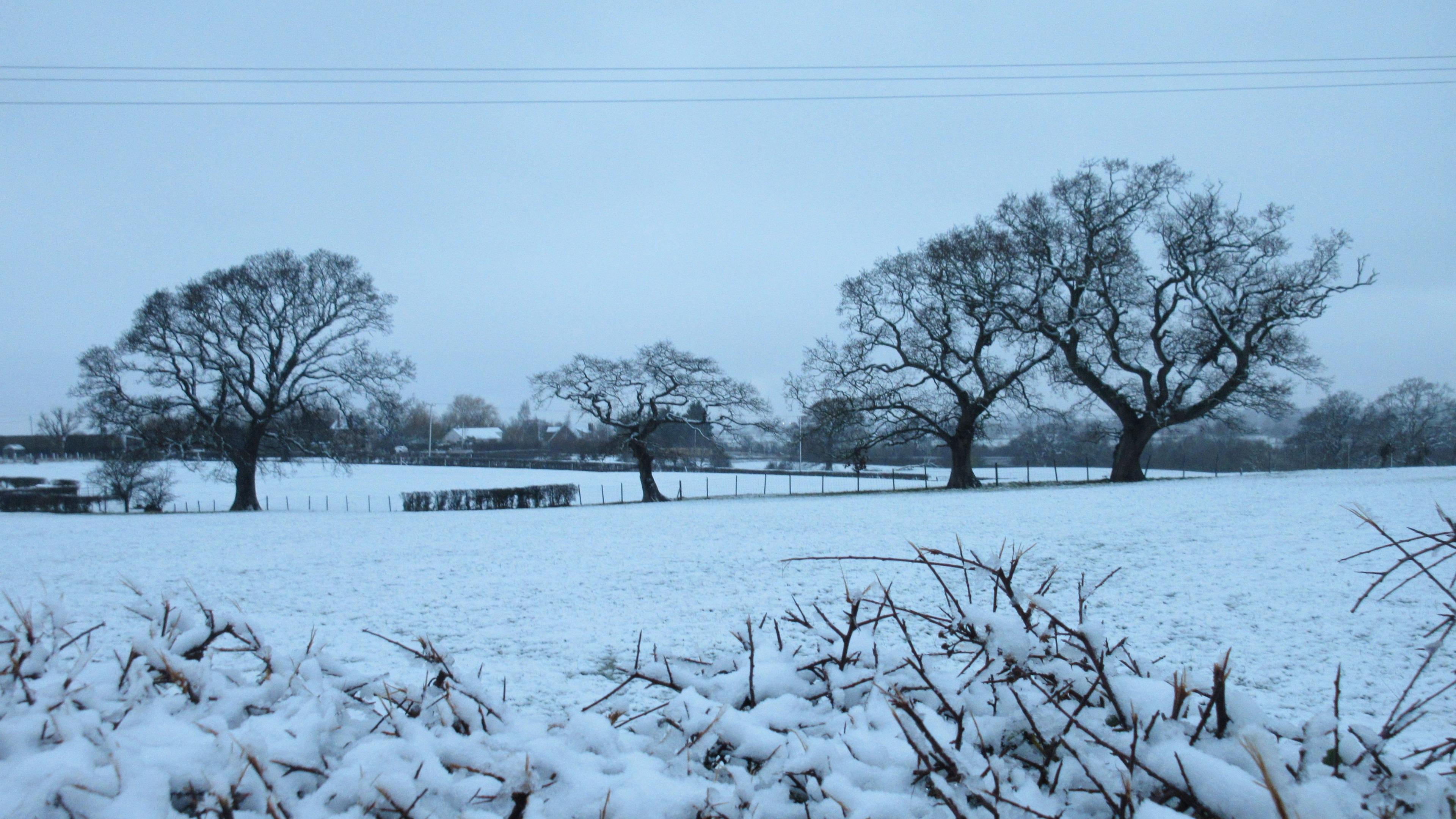 Llanelwy 