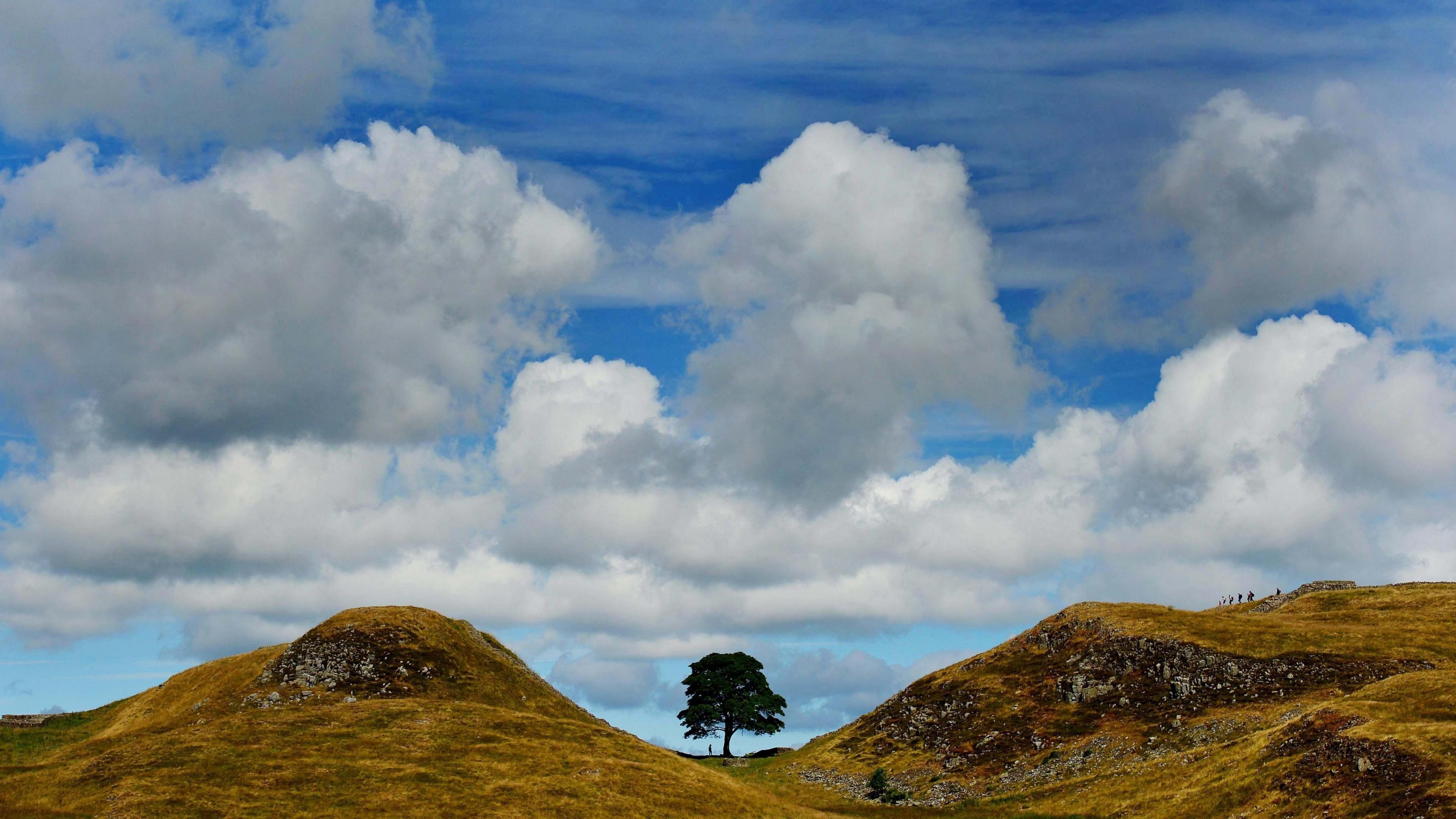 A far away view of a tree standing in a dip between two hills. The grass around is green and yellow with a blue sky and large white clouds beyond