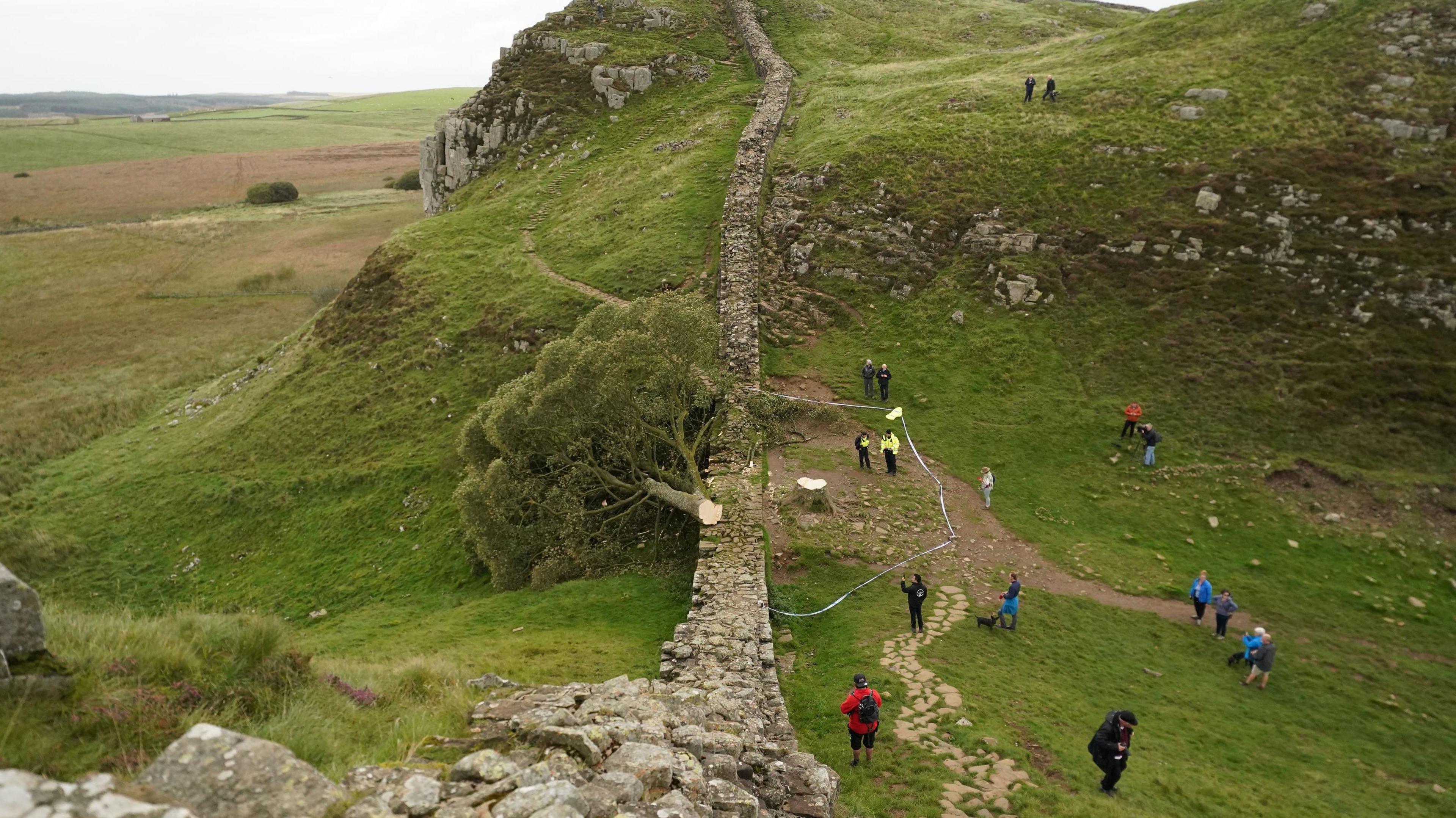 A view taken from above of the tree at Sycamore Gap on its side soon after it was felled. People are standing around looking at it, there is a police cordon and two officers standing inside it. It is lying on it's side on the north side of Hadrian's Wall.