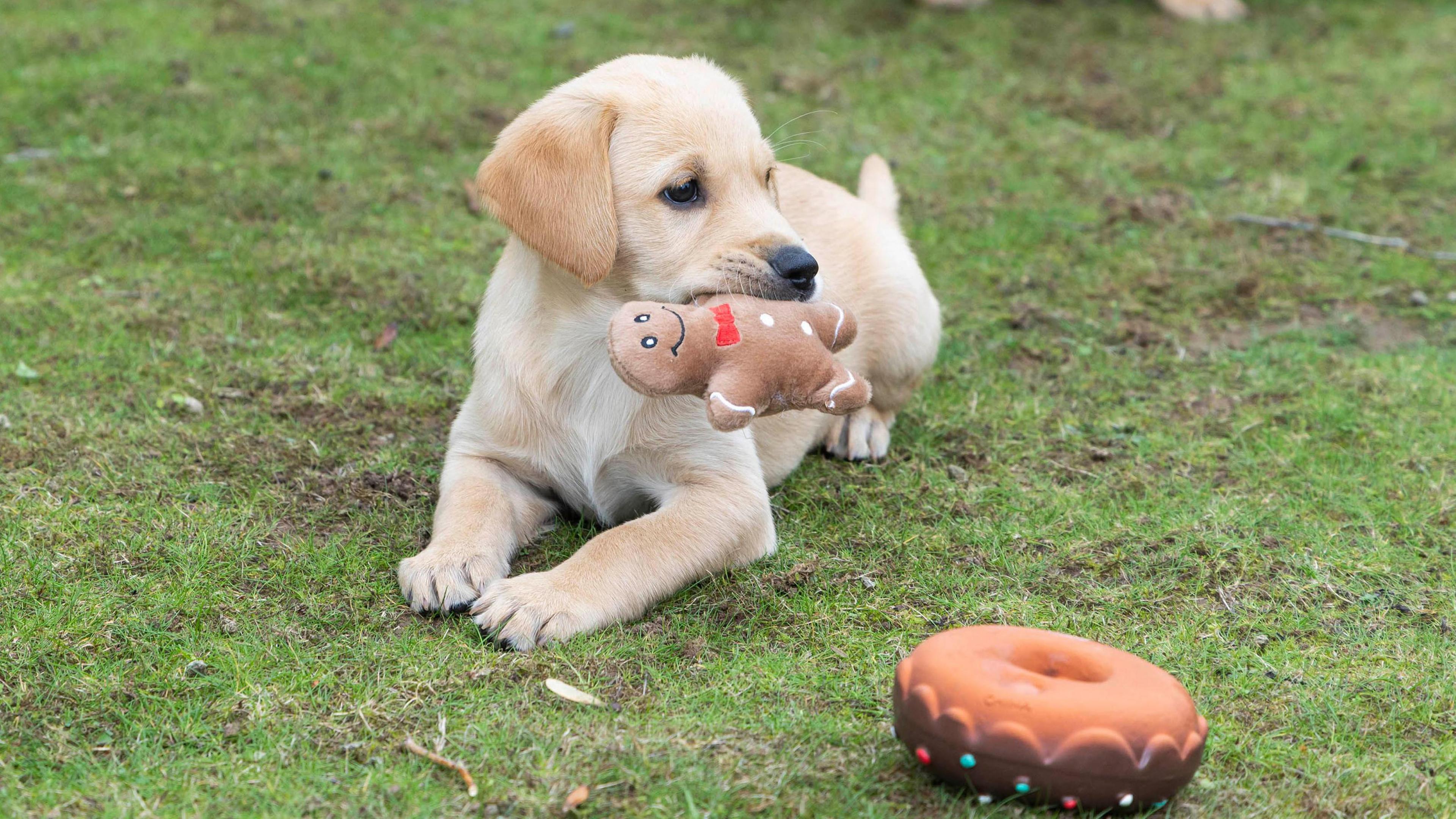 A golden puppy lies on the grass holding a toy gingerbread man in it's mouth. A toy donut lies in front of it.