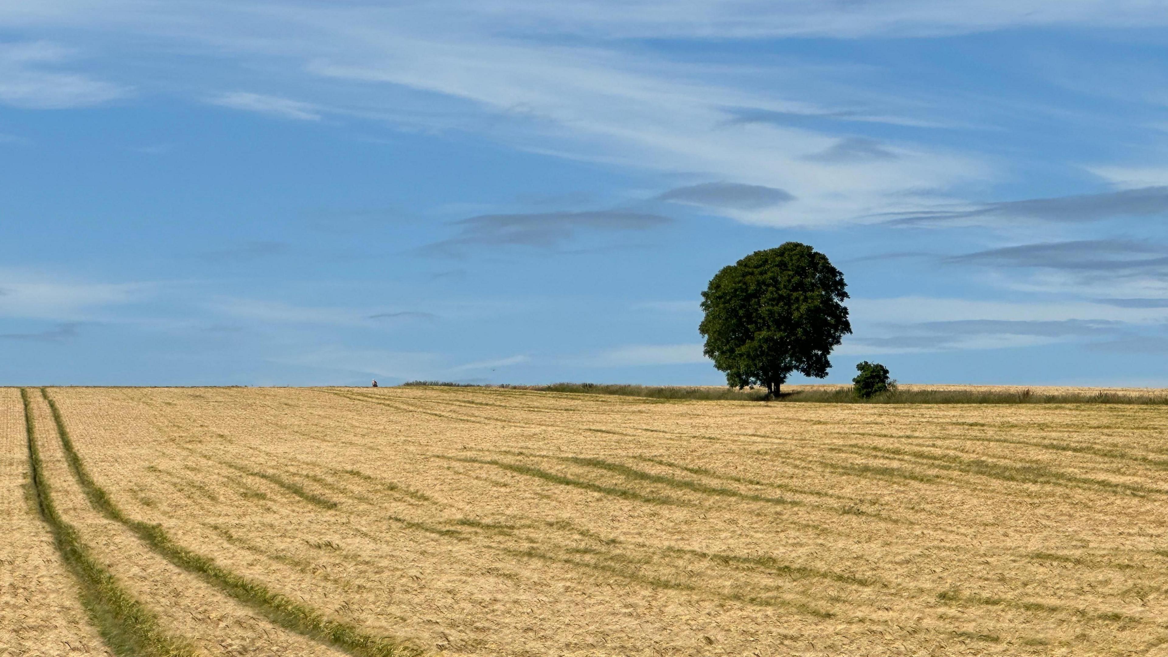 SUNDAY - A single green tree on the horizon near Burford. It is on the edge of a golden field of crops that has a tractor track running through it. There is a blue sky with white clouds.