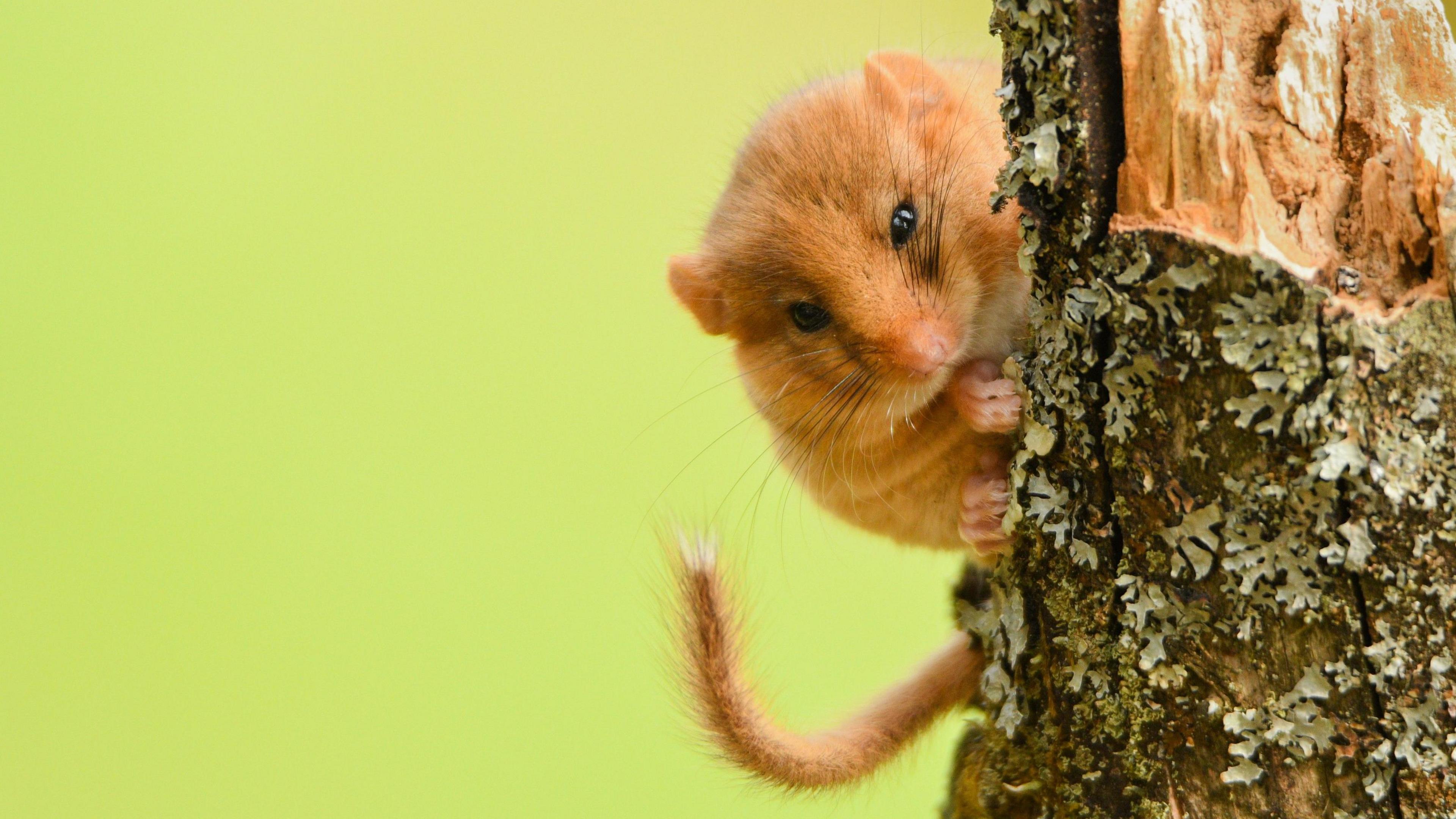 A hazel dormouse clings to a tree trunk and peers intently at the camera.