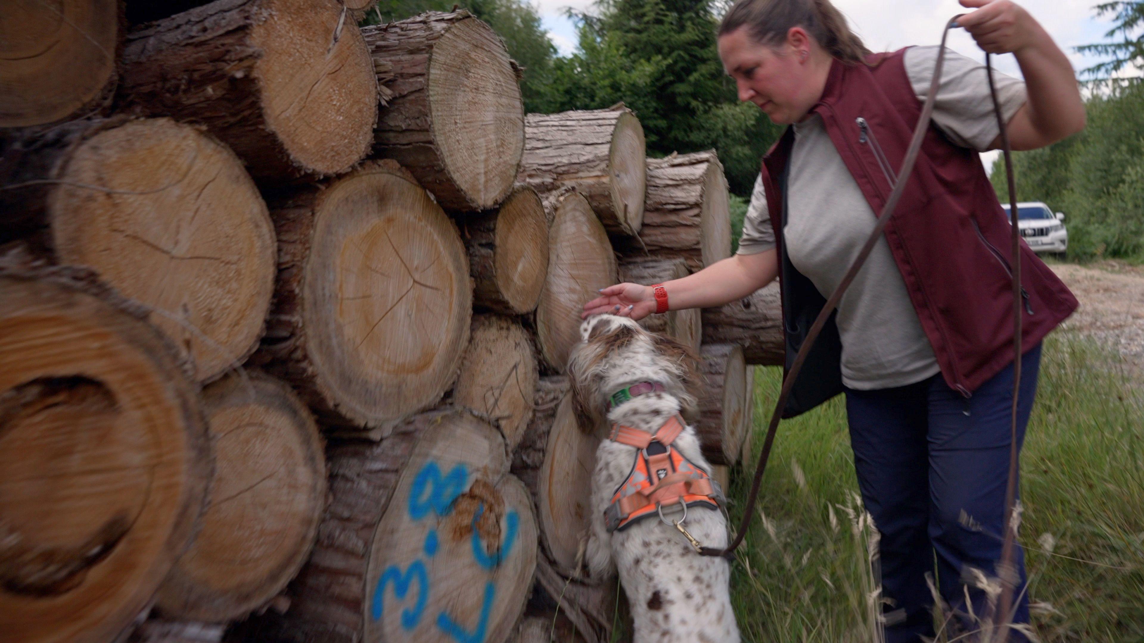 A stack of cut timber logs are to the left of the image in some tall grass. On the right stands a woman in blue jeans, a t-shirt and red gilet guiding a white and brown spaniel dog along the logs. The dog is wearing an orange harness and lead. In the background a white 4x4 truck sits on a gravel path to the right.