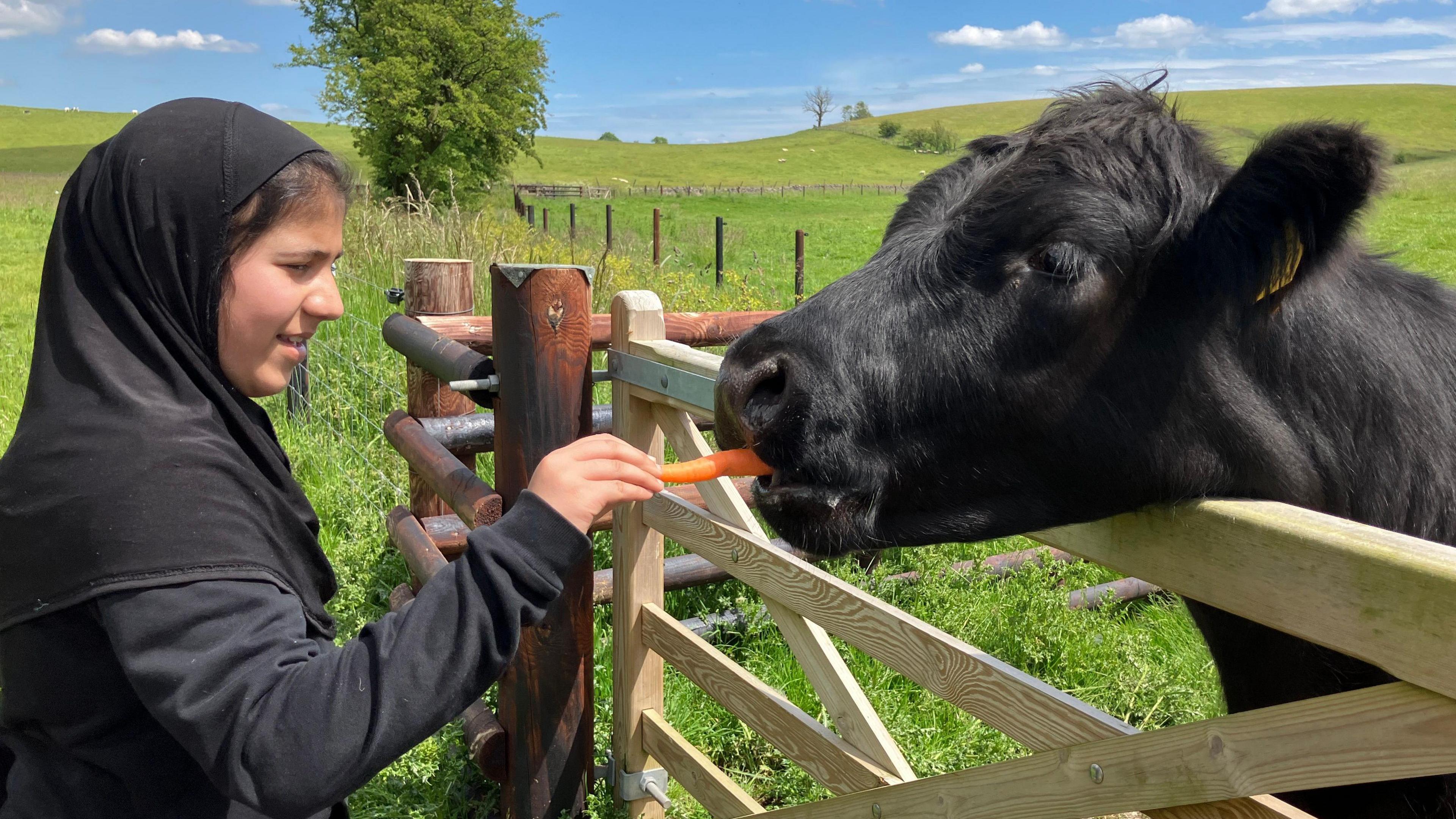 A young girl wearing a head scarf feeding a carrot to a cow