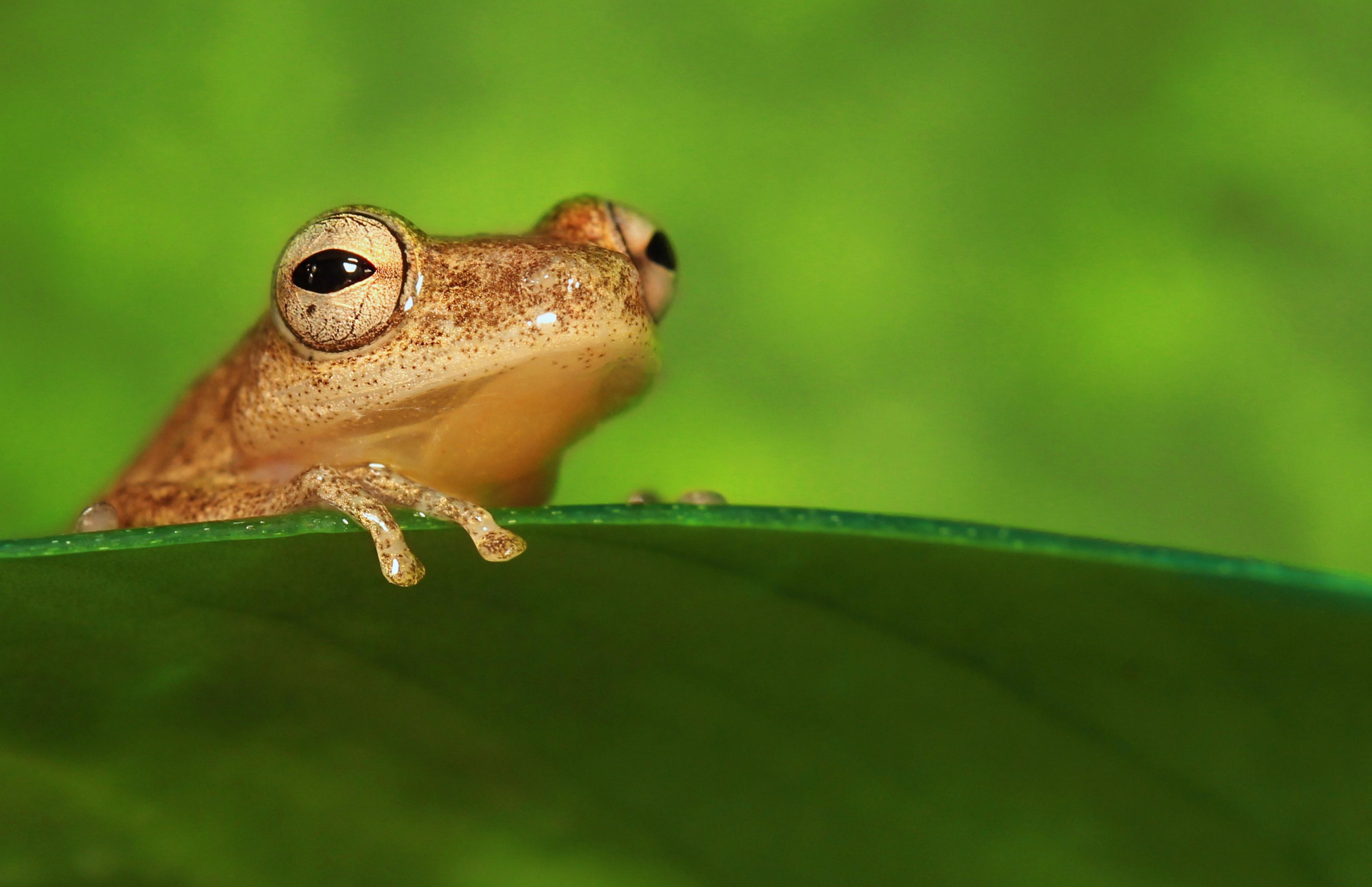 African reed frog