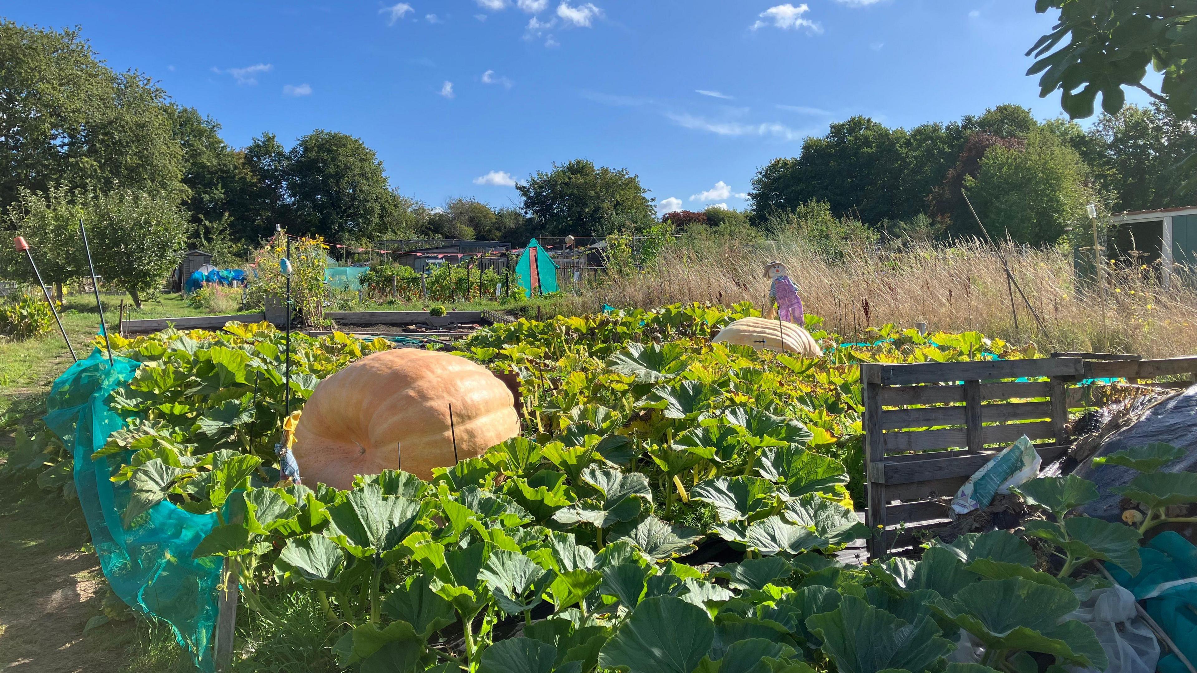 Two huge pumpkins, one orange and one a slightly paler yellow, are seen in an allotment bed. They are surrounded by leaves and rise up between them, dwarfing anything else on the plot. 