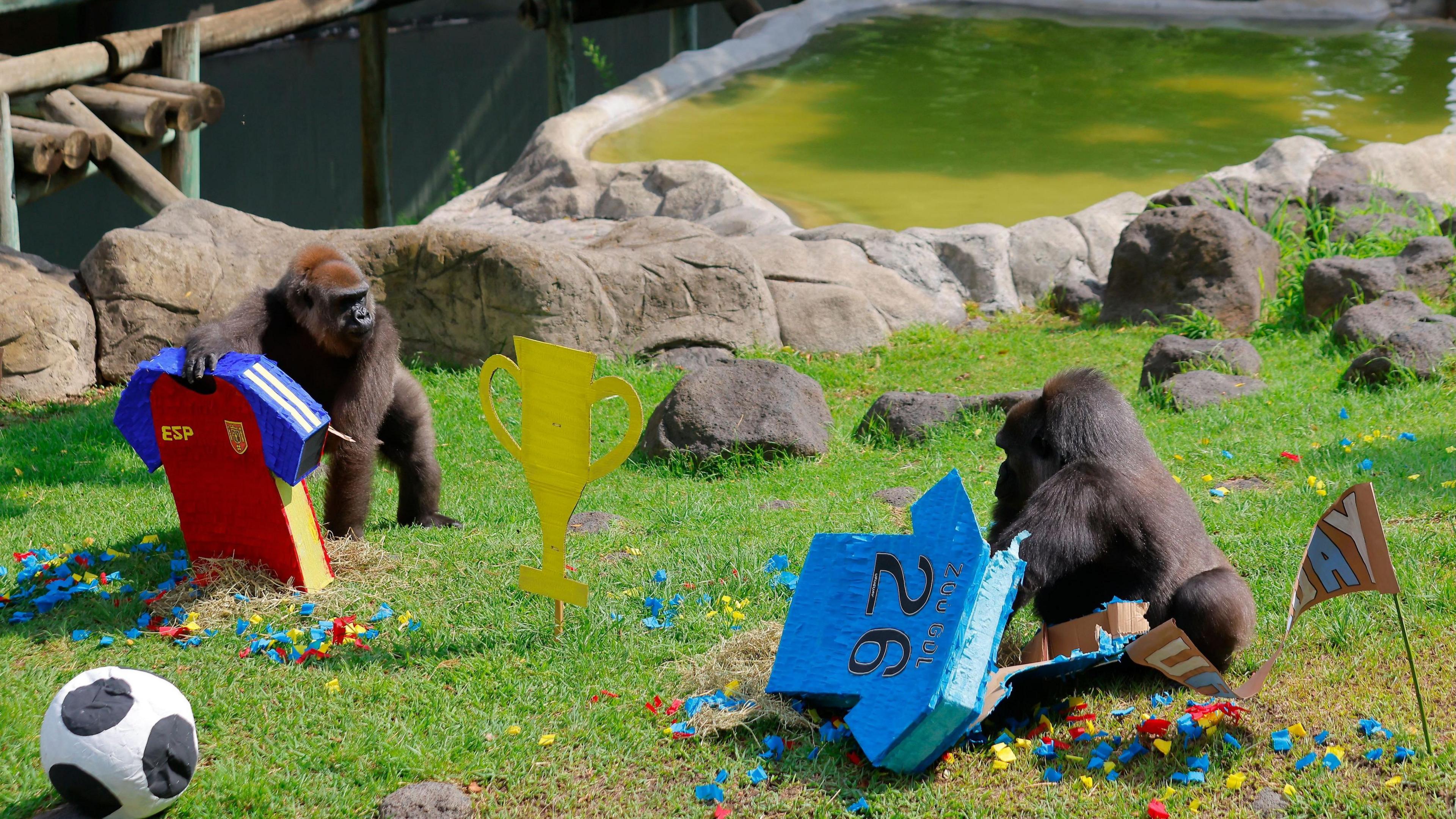 two gorillas on some grass near a rock pool, one with a Uruguay shirt piñata and the other with a Spain shirt piñata.