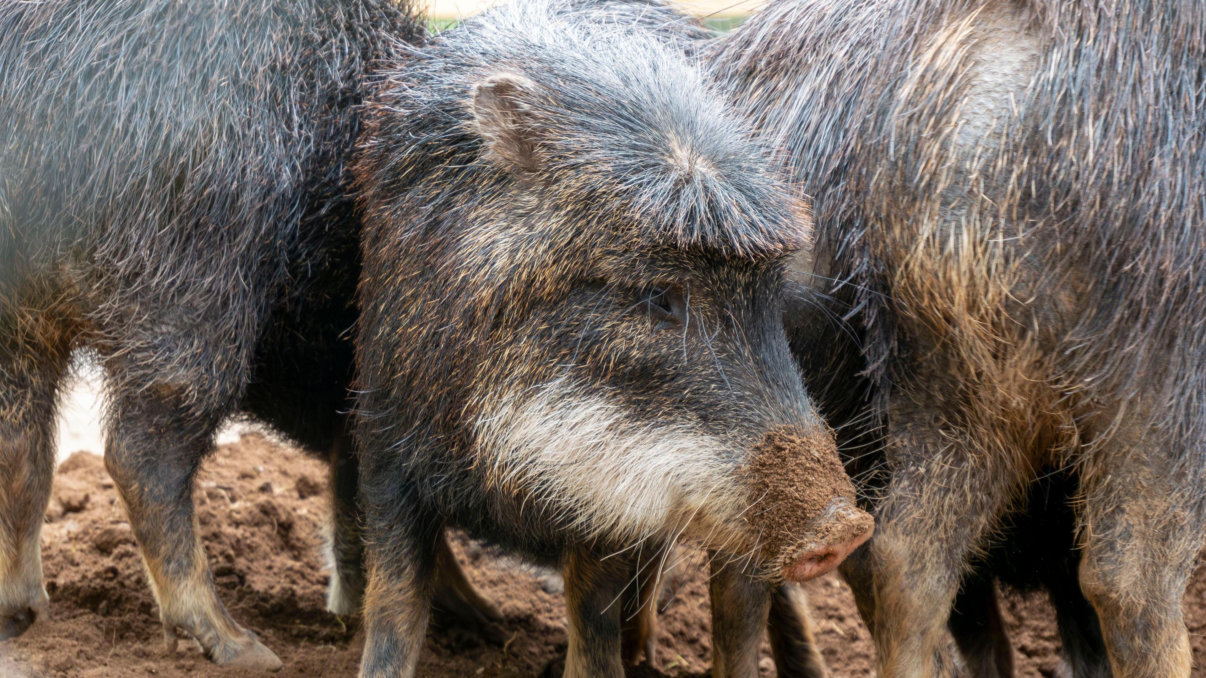 Peccary