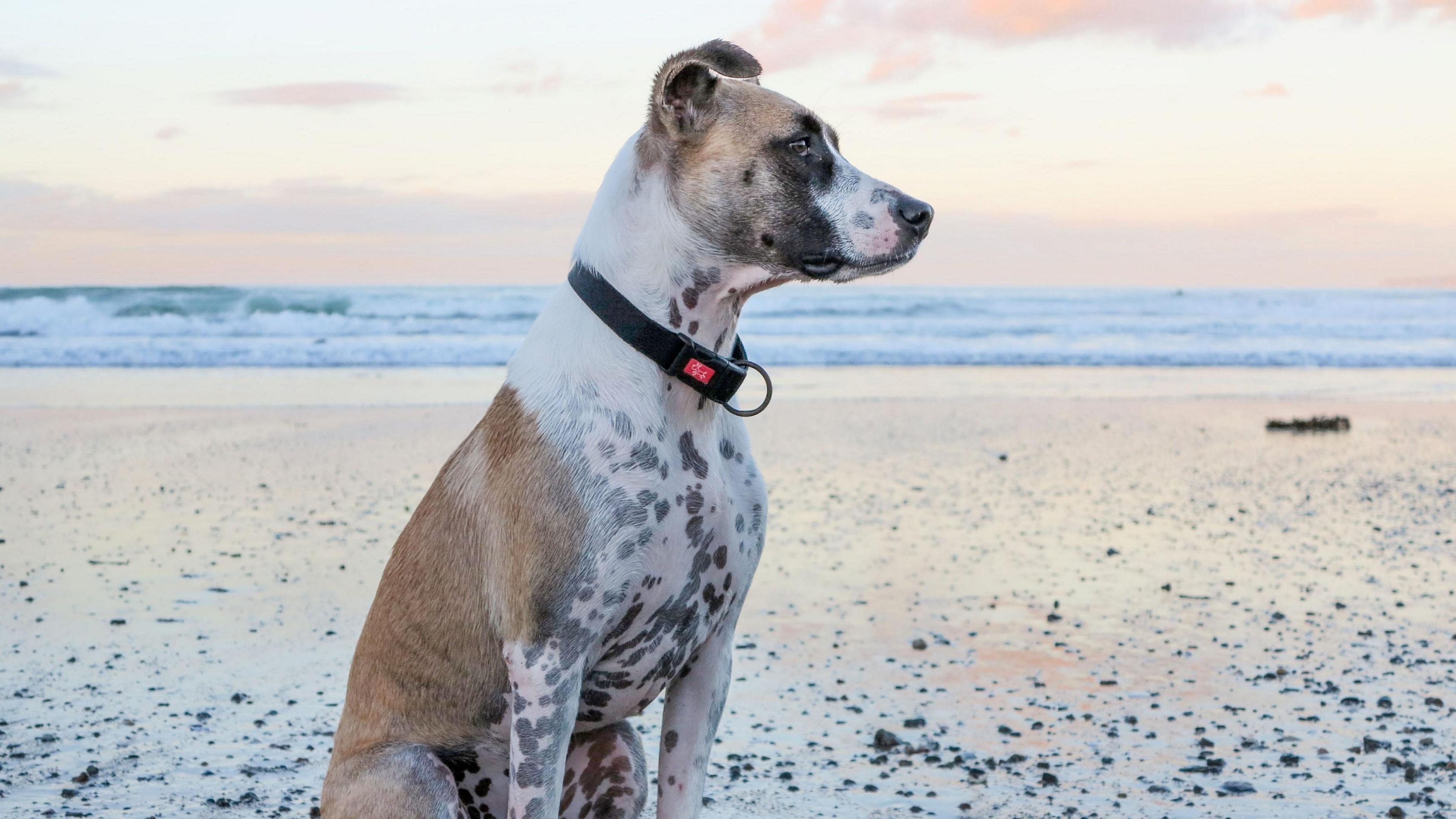 A dog with short brown, black and white fur. He is sitting on a beach.