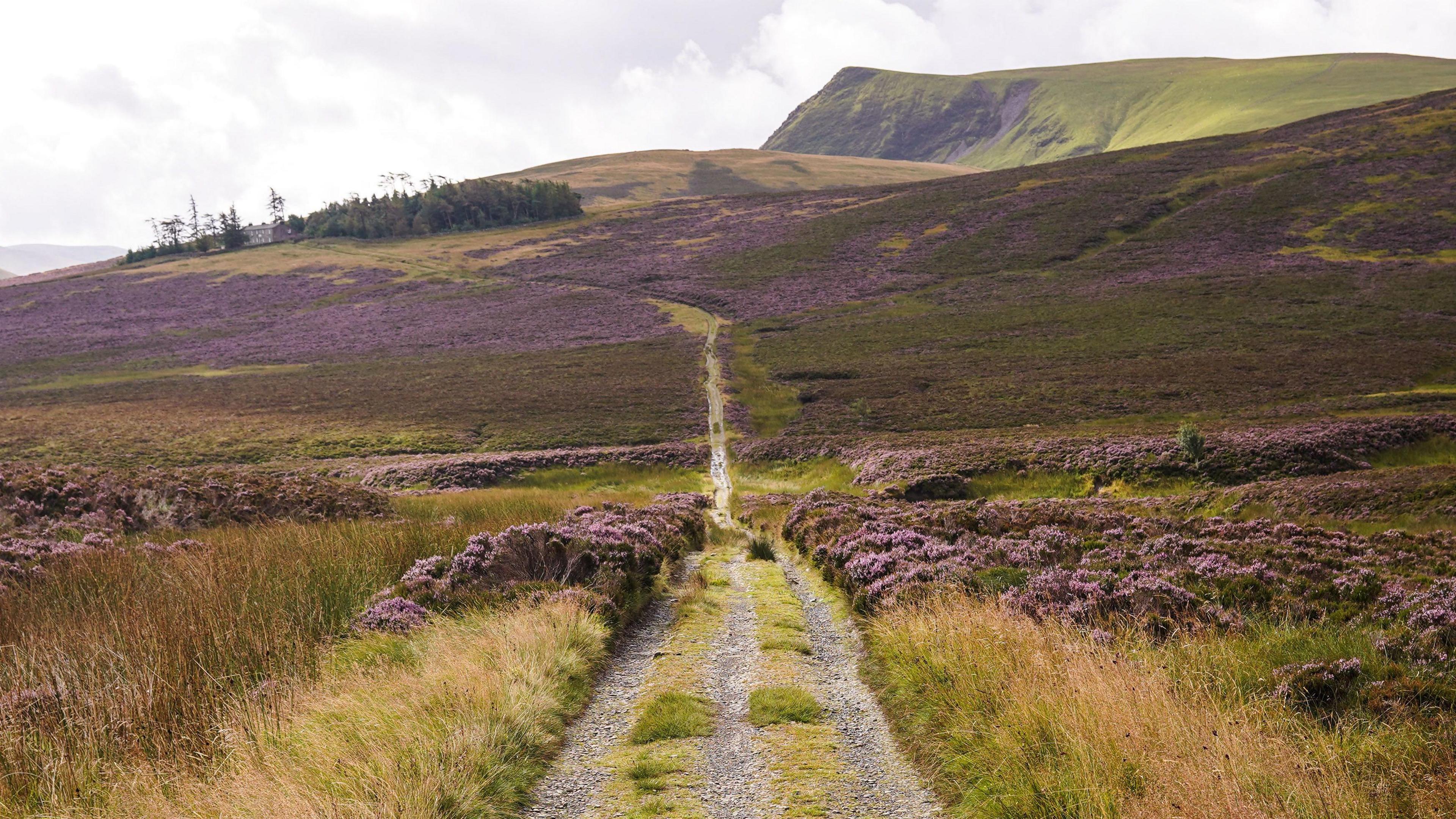 A track leads up a moorland landscape with purple heather on either side 