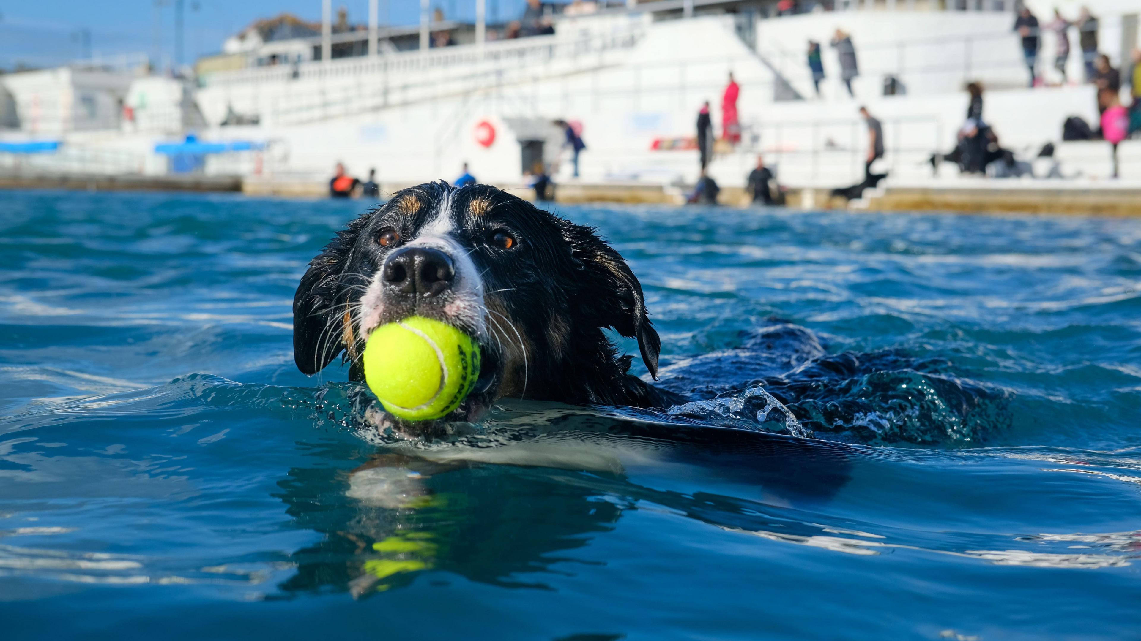 A black and white dog swimming in an outdoor pool, with a yellow tennis ball in its mouth