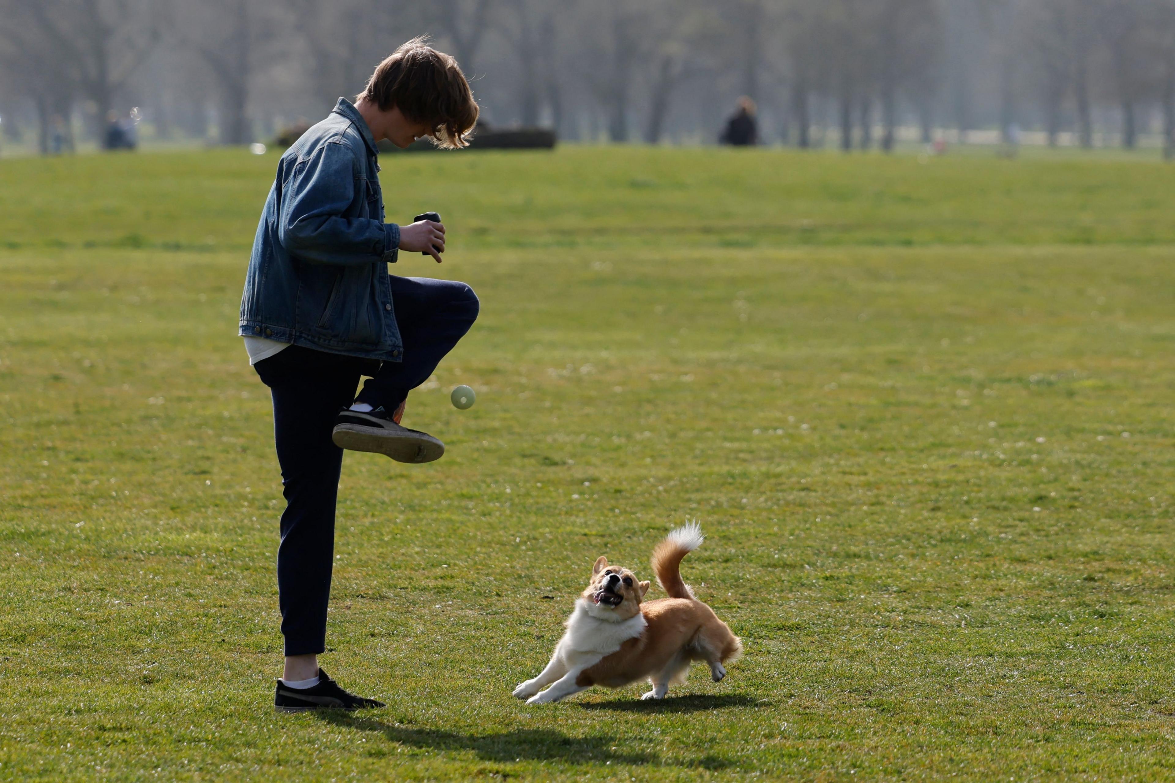 A dog chases a ball in the spring sunshine in Victoria Park in east London on March 25, 2022.