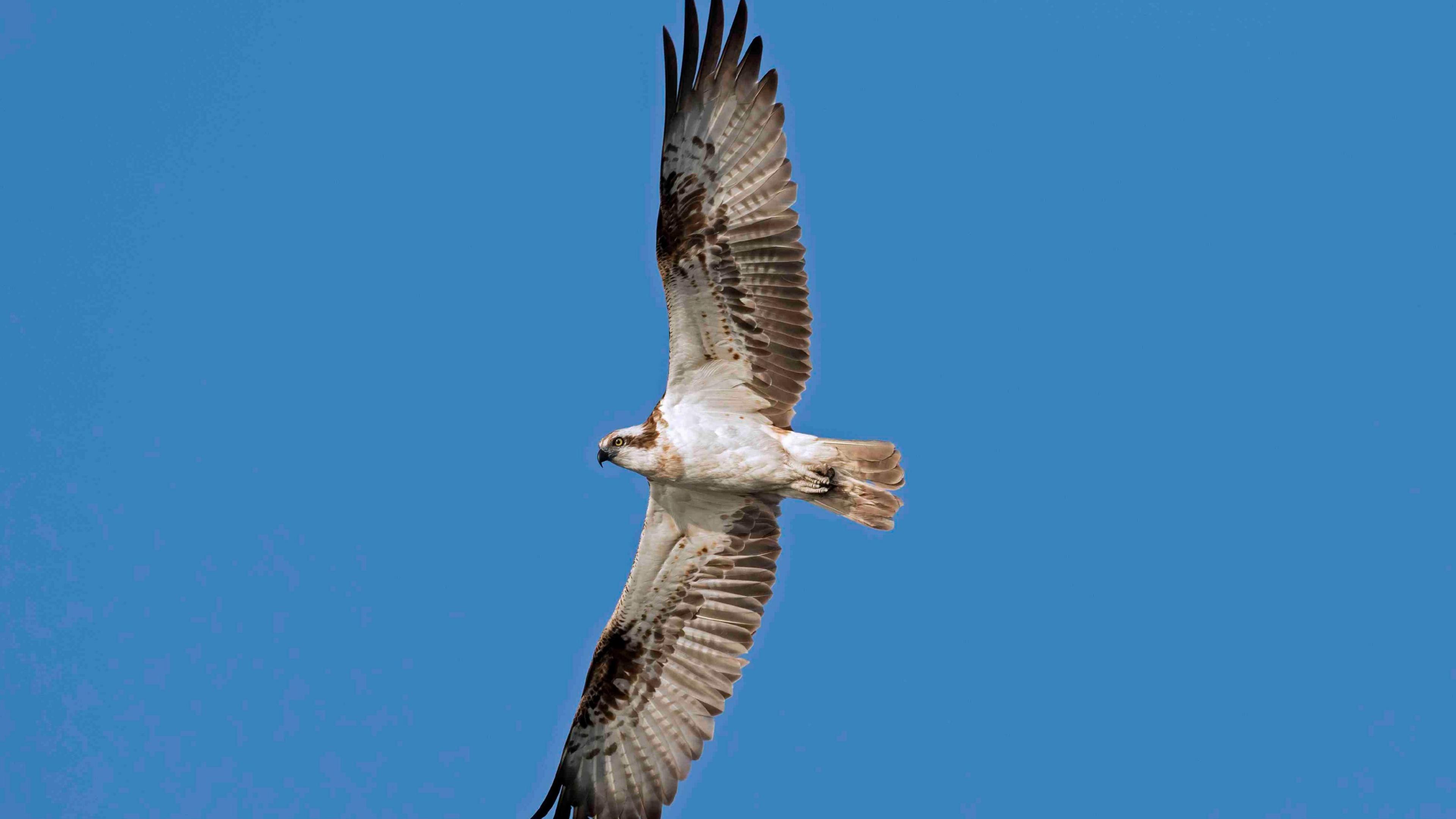 Generic image - an osprey flying against a clear blue sky