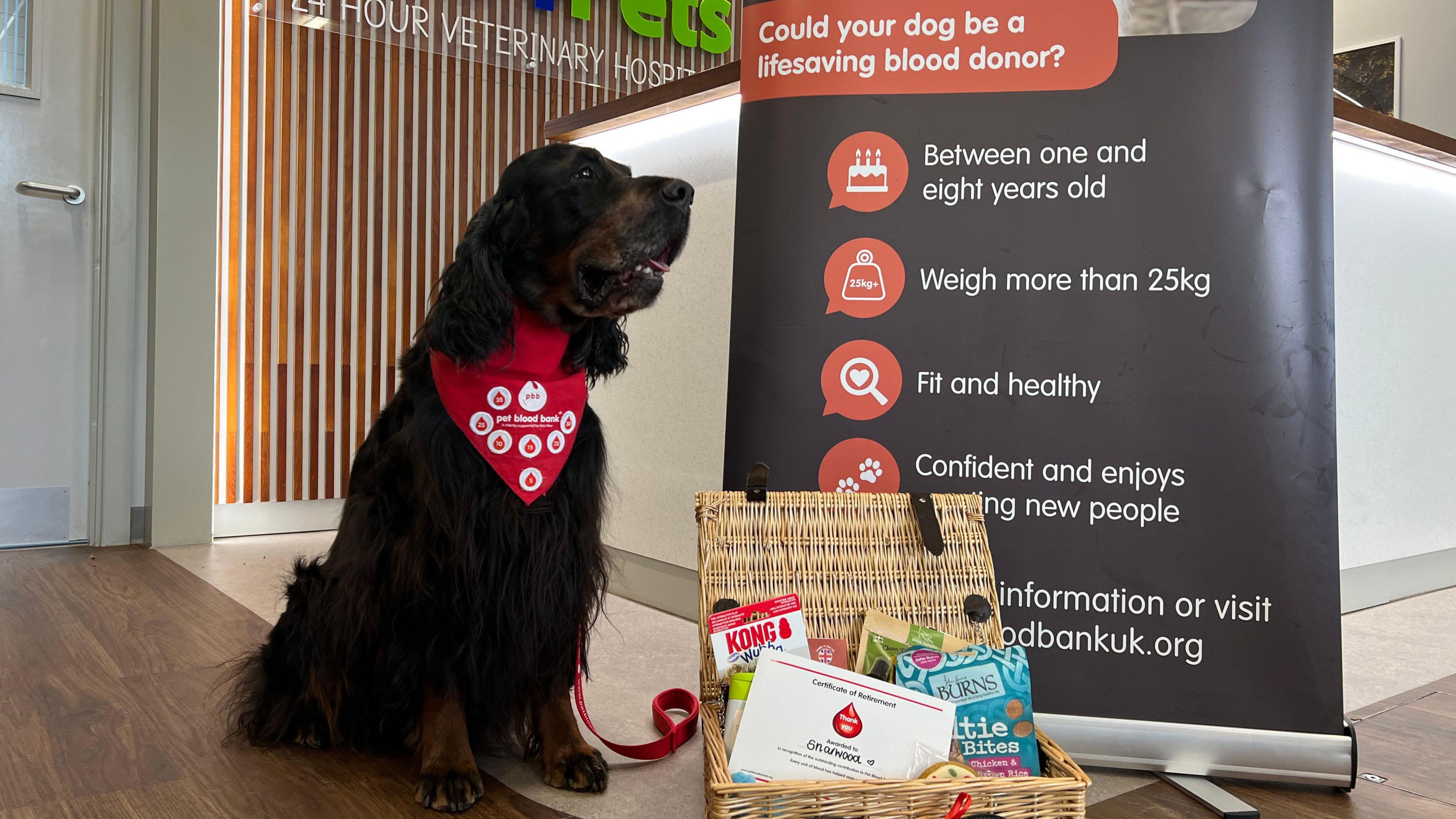 A large dark-furred dog, with floppy ears and jowls and wearing a red scarf around its neck saying pet blood bank and looking to the right in front of a sign about dog blood donation