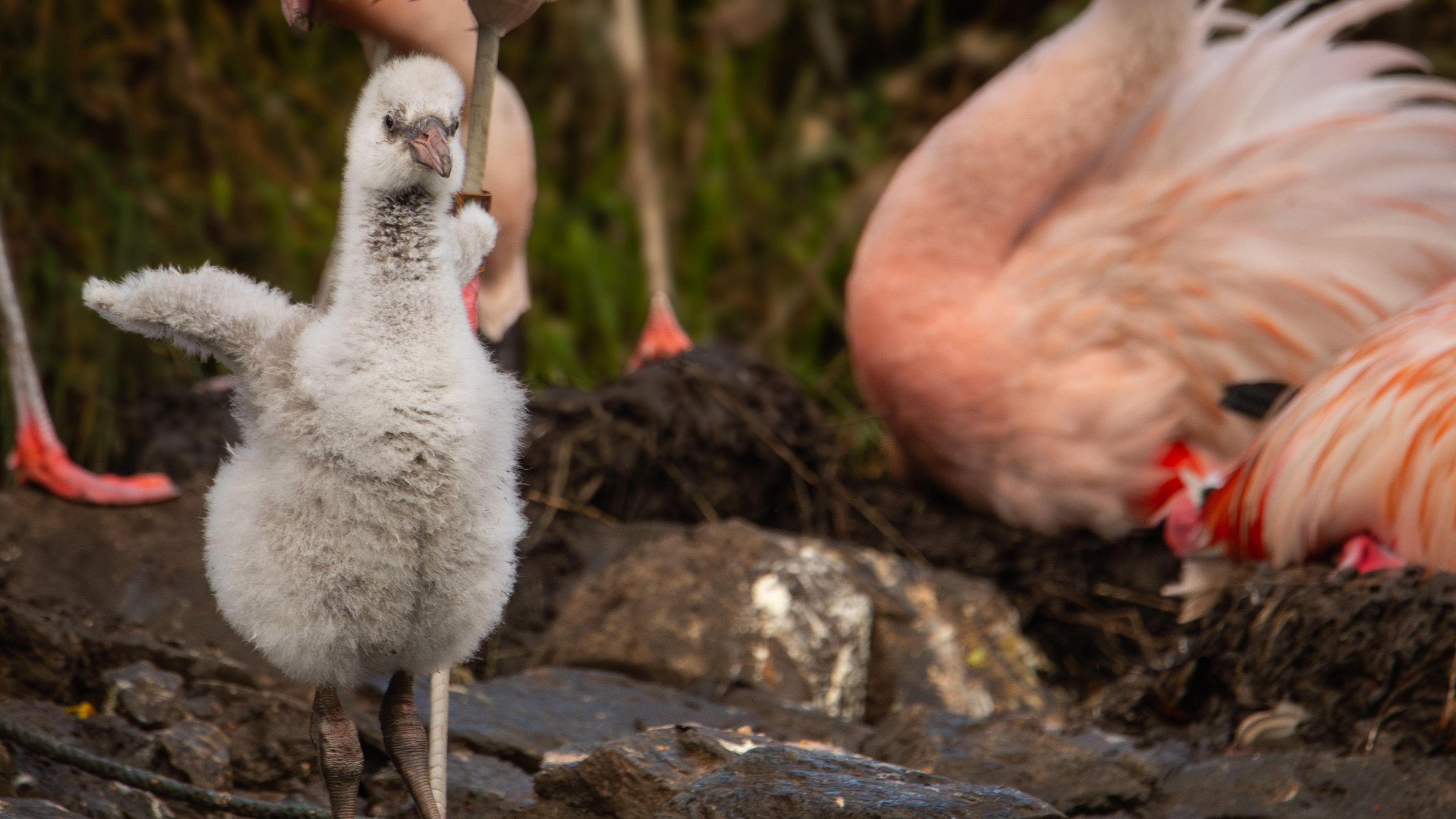 A white-feathered flamingo chick standing in the foreground with adult pink flamingos behind it. 