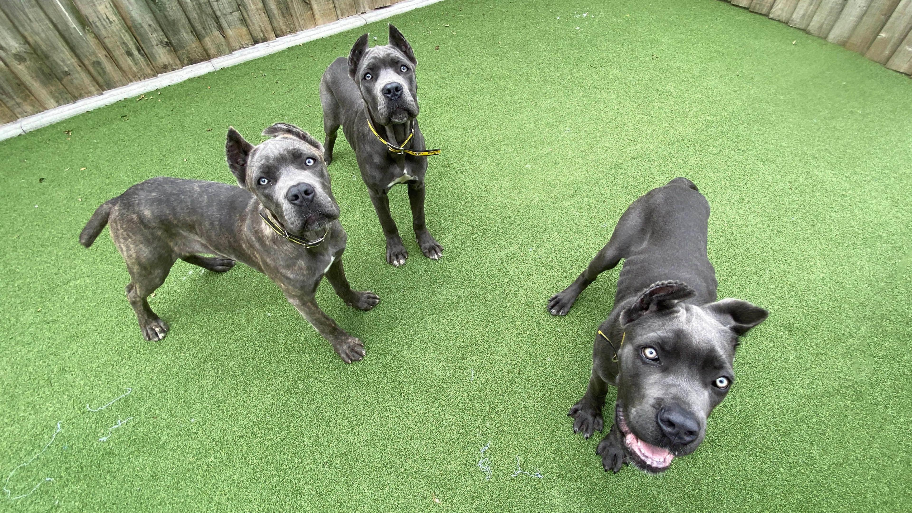 Three Cane Corso dogs stood on astroturf looking at the camera.