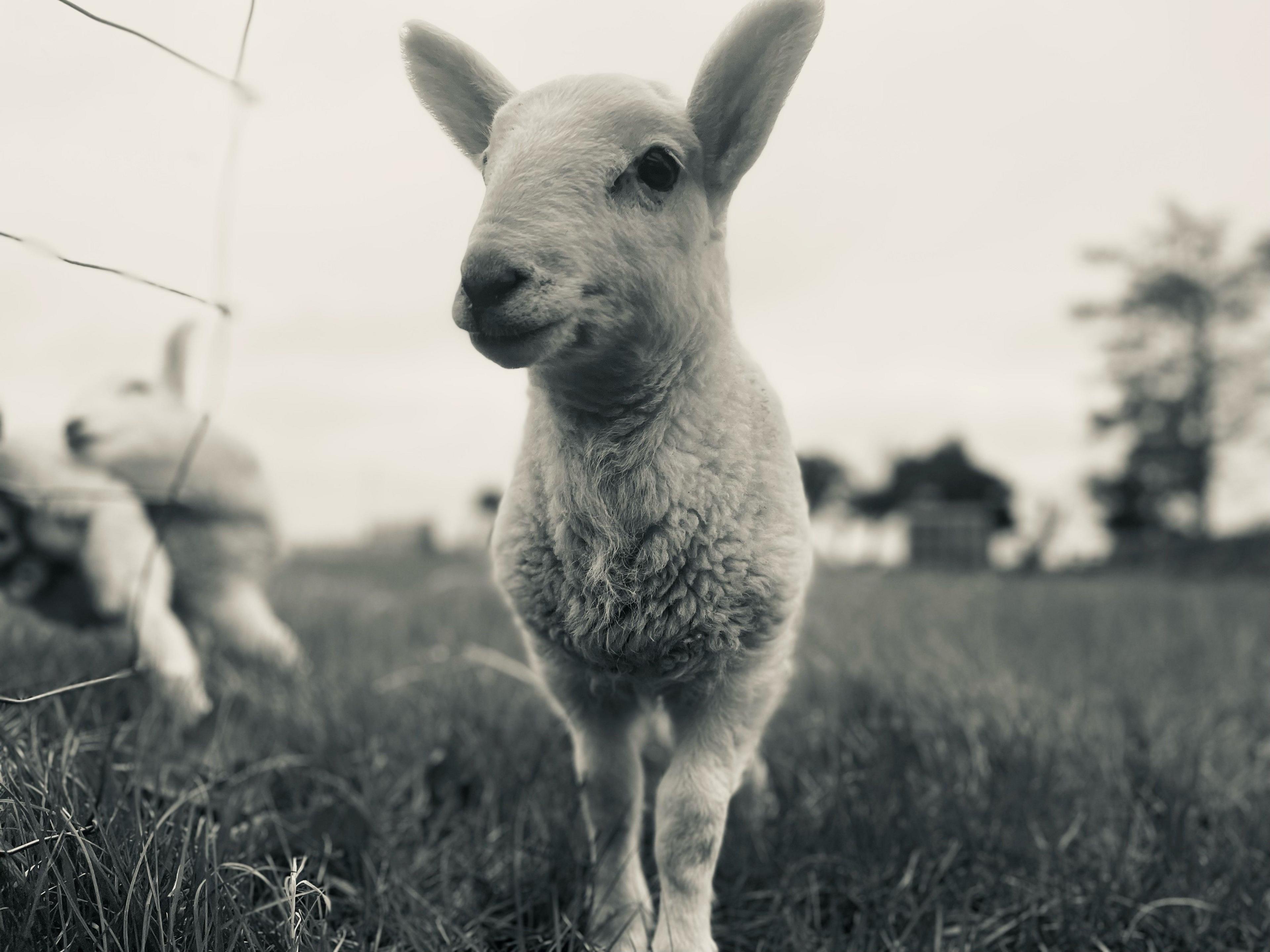 Black and white image of a lamb