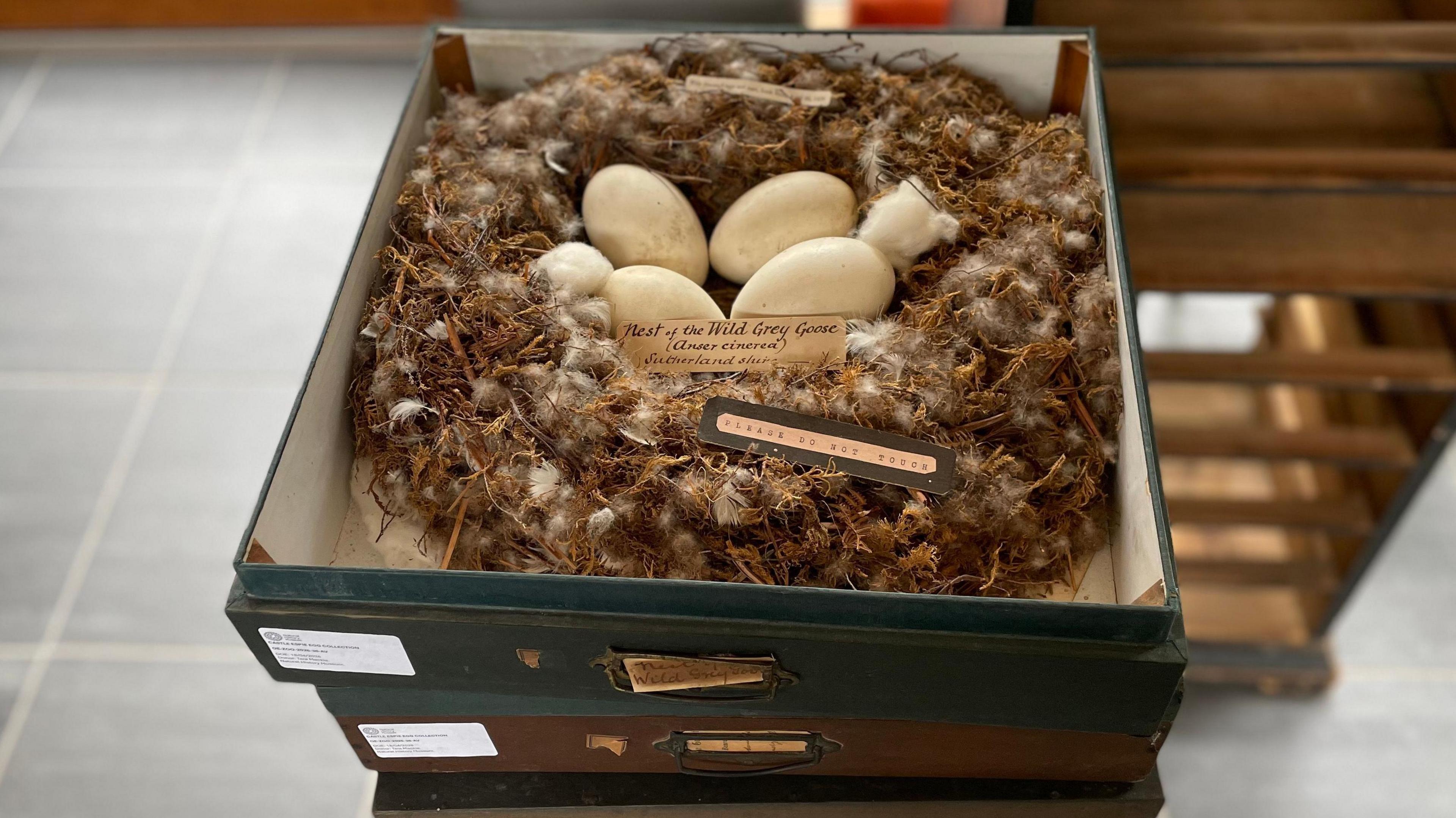 A number of large square boxes are stacked on top of each other. The top one is open and inside is a bird nest with four large eggs inside. There are two handwritten note cards reading 'PLEASE DO NOT TOUCH' and 'Nest of the Wild Grey Goose'. 