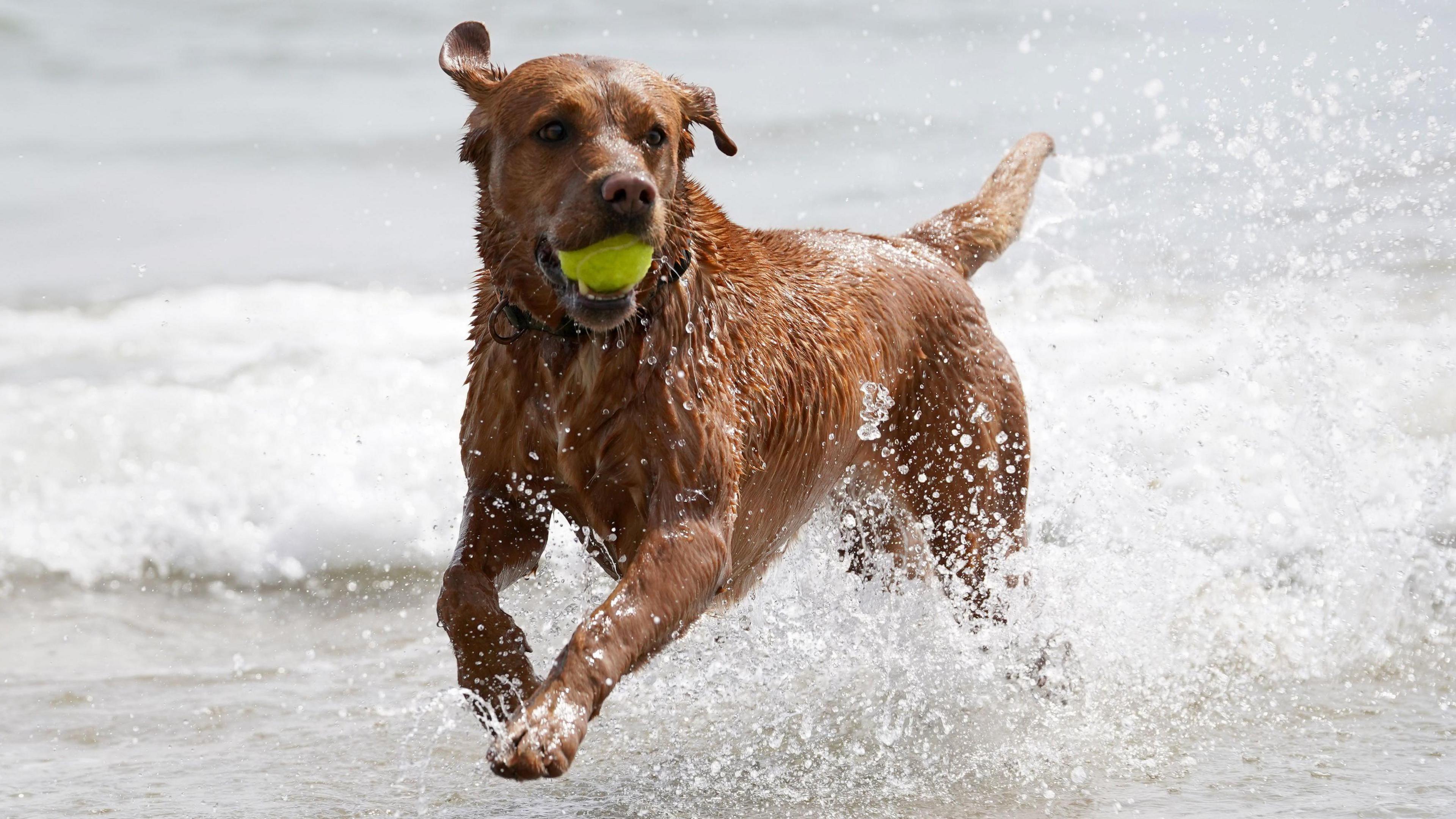 A brown dog with a yellow tennis ball in its mouth running through the surf on a beach.