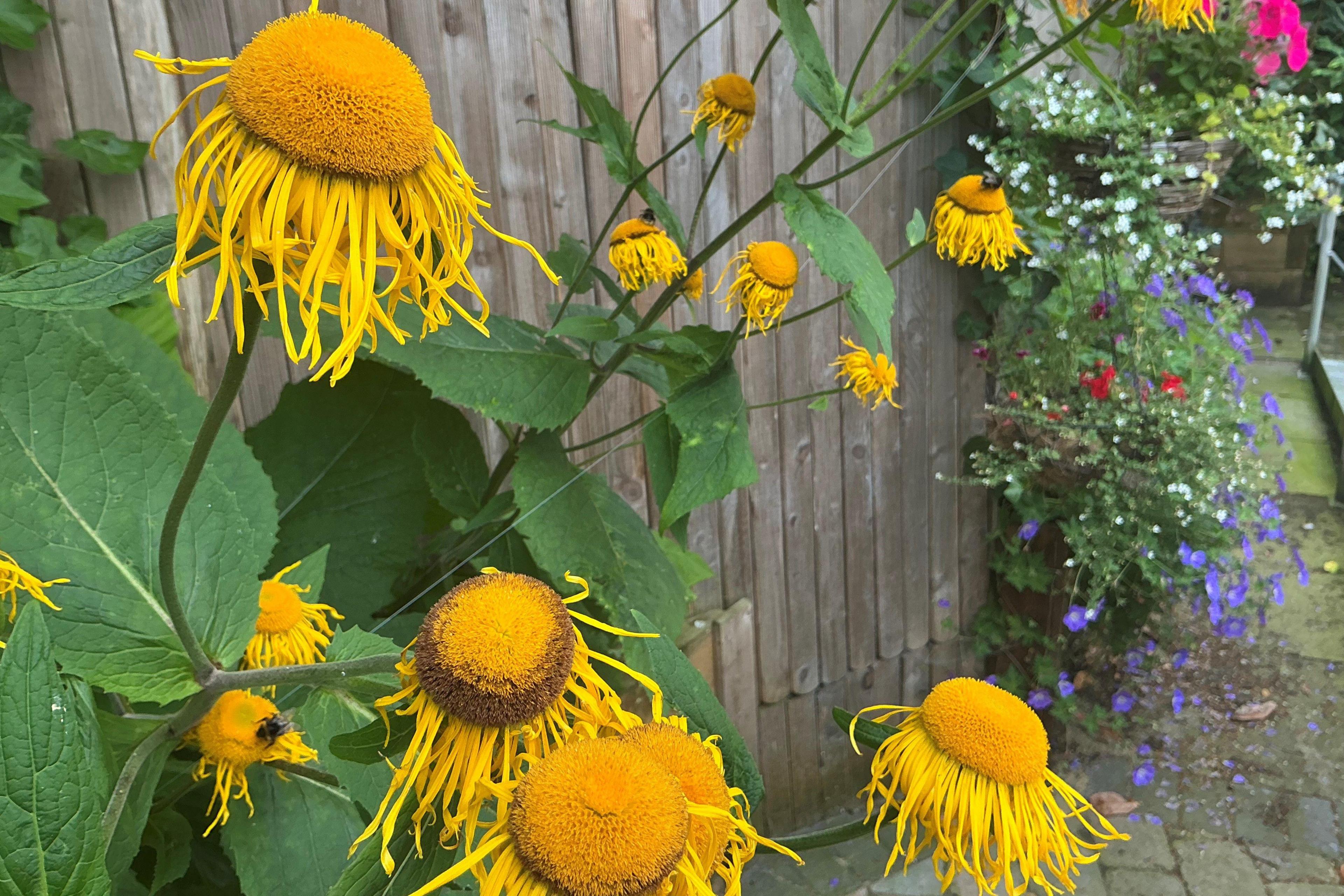 Wilting yellow sunflowers dominate this picture. There are some flower baskets in the background with blue, pink and white flowers.