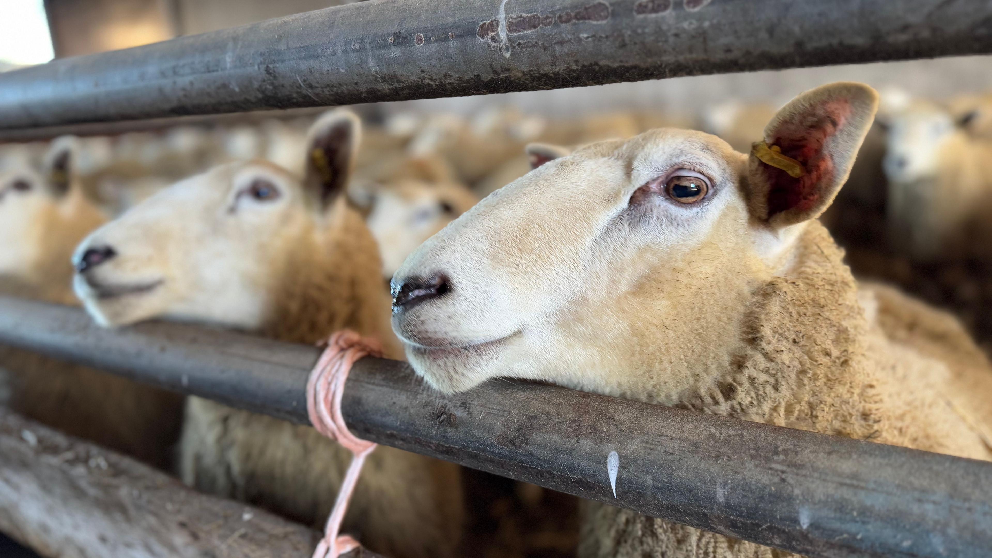 Sheep in a pen looking through some bars. They have white faces.