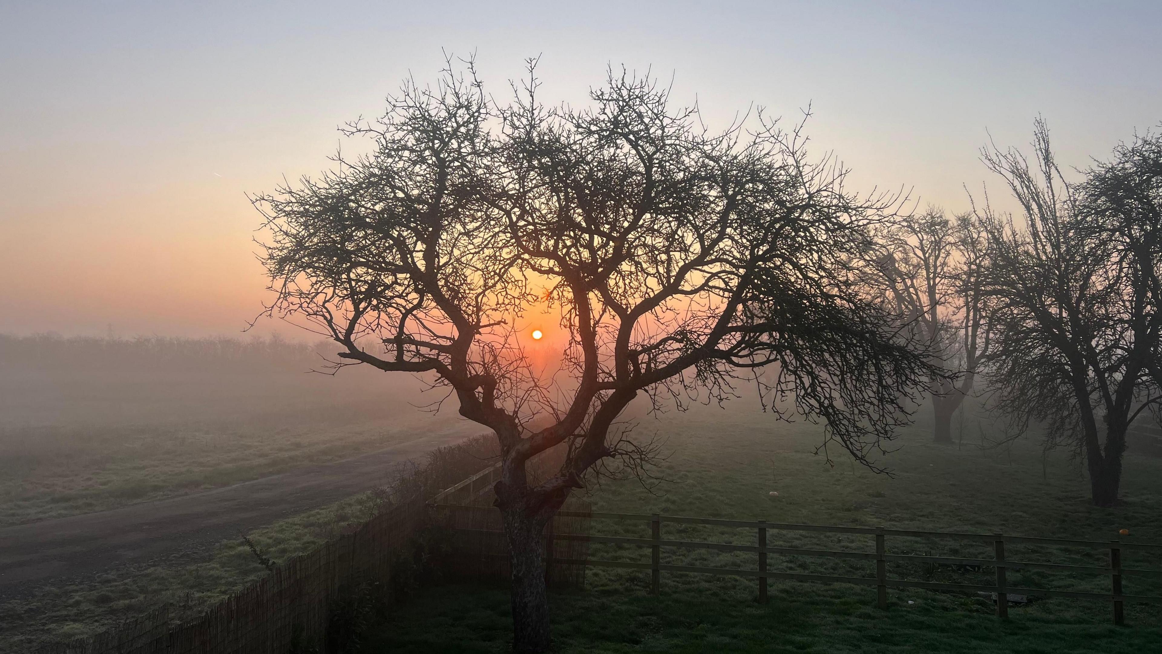 Sun rises as seen through branches of tree in field